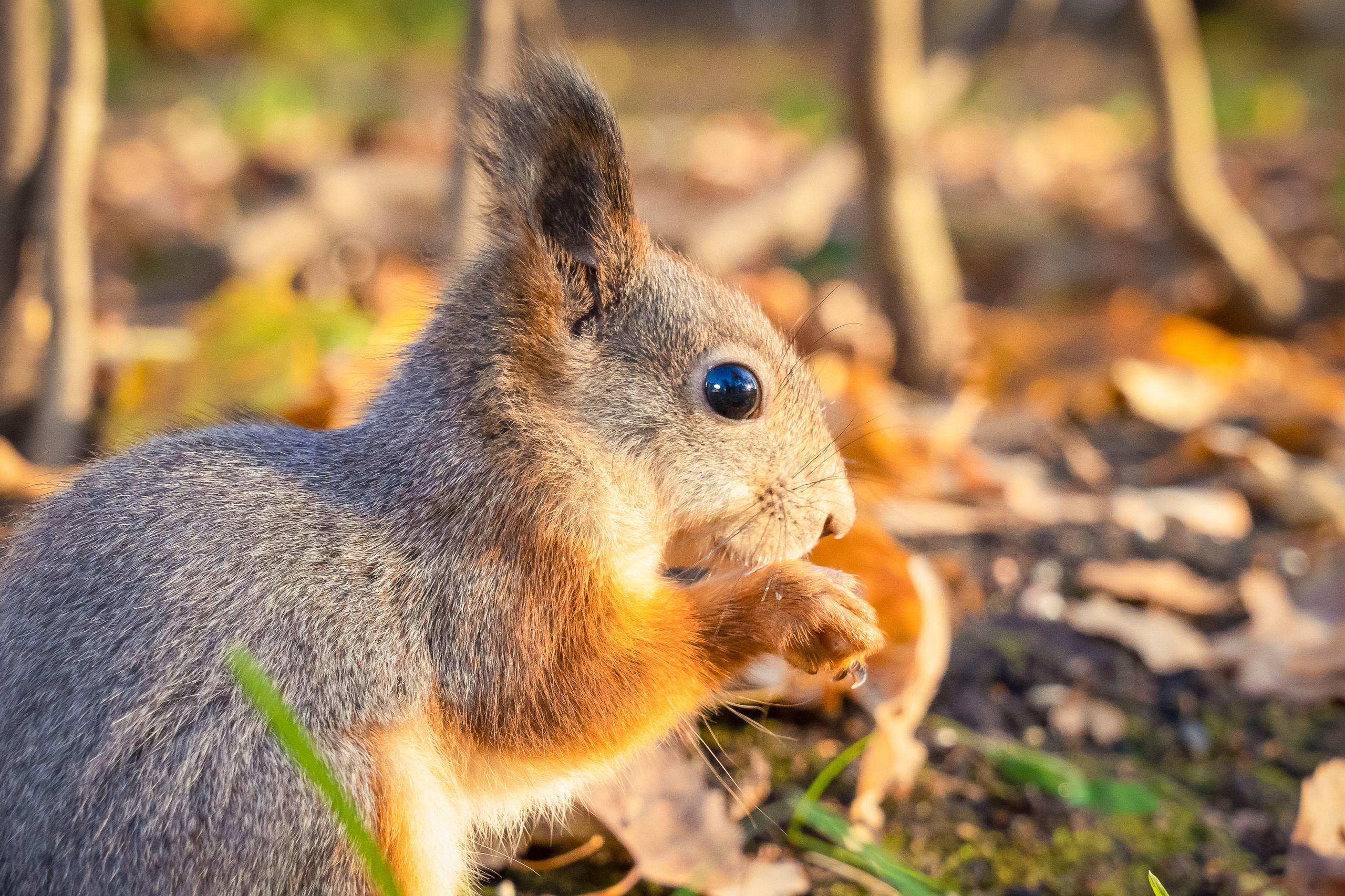 Дикая природа. Photomantis