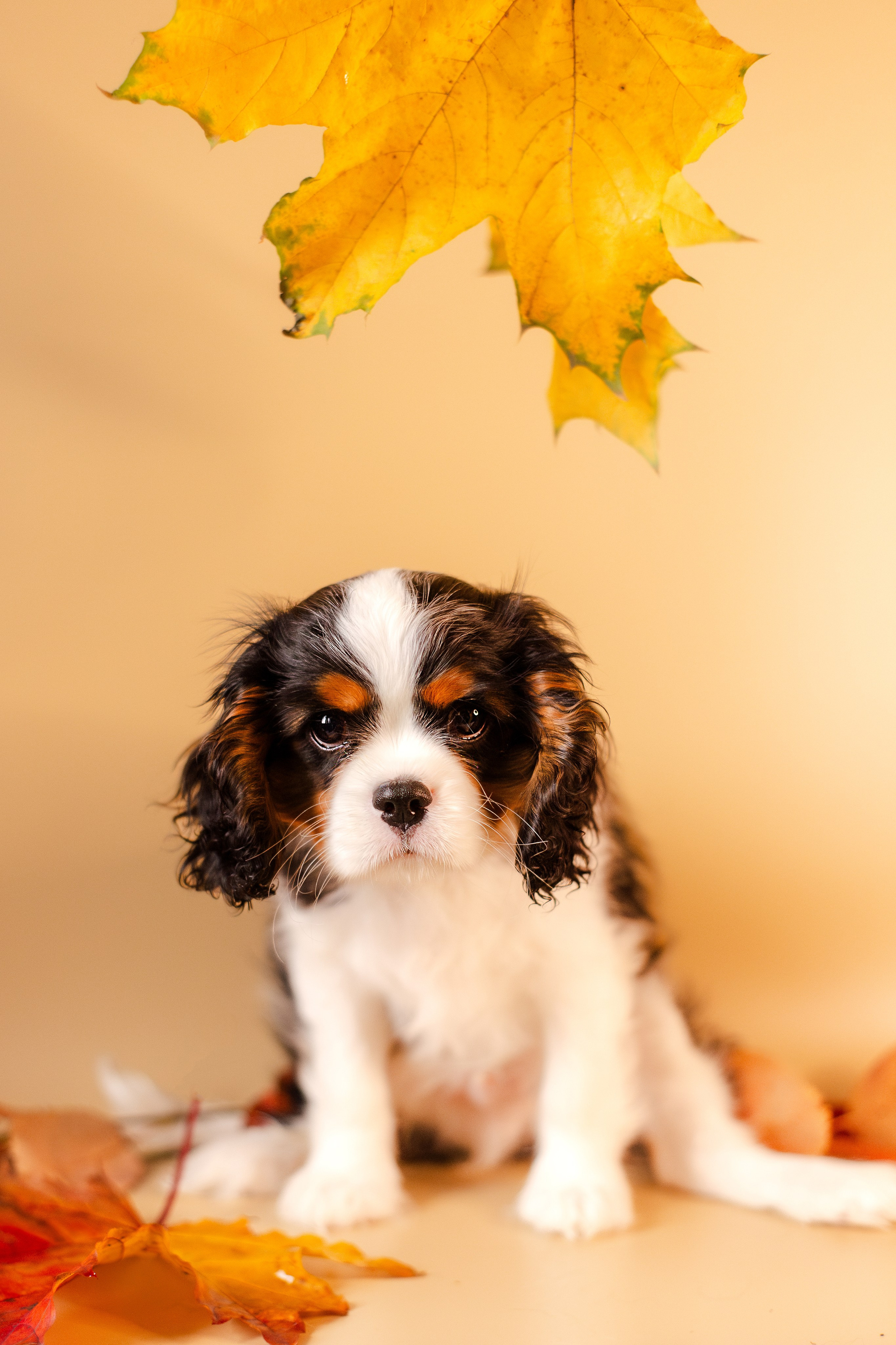 Жанна и кавалеры. Фотограф-анималист Мария Баркевич | Москва