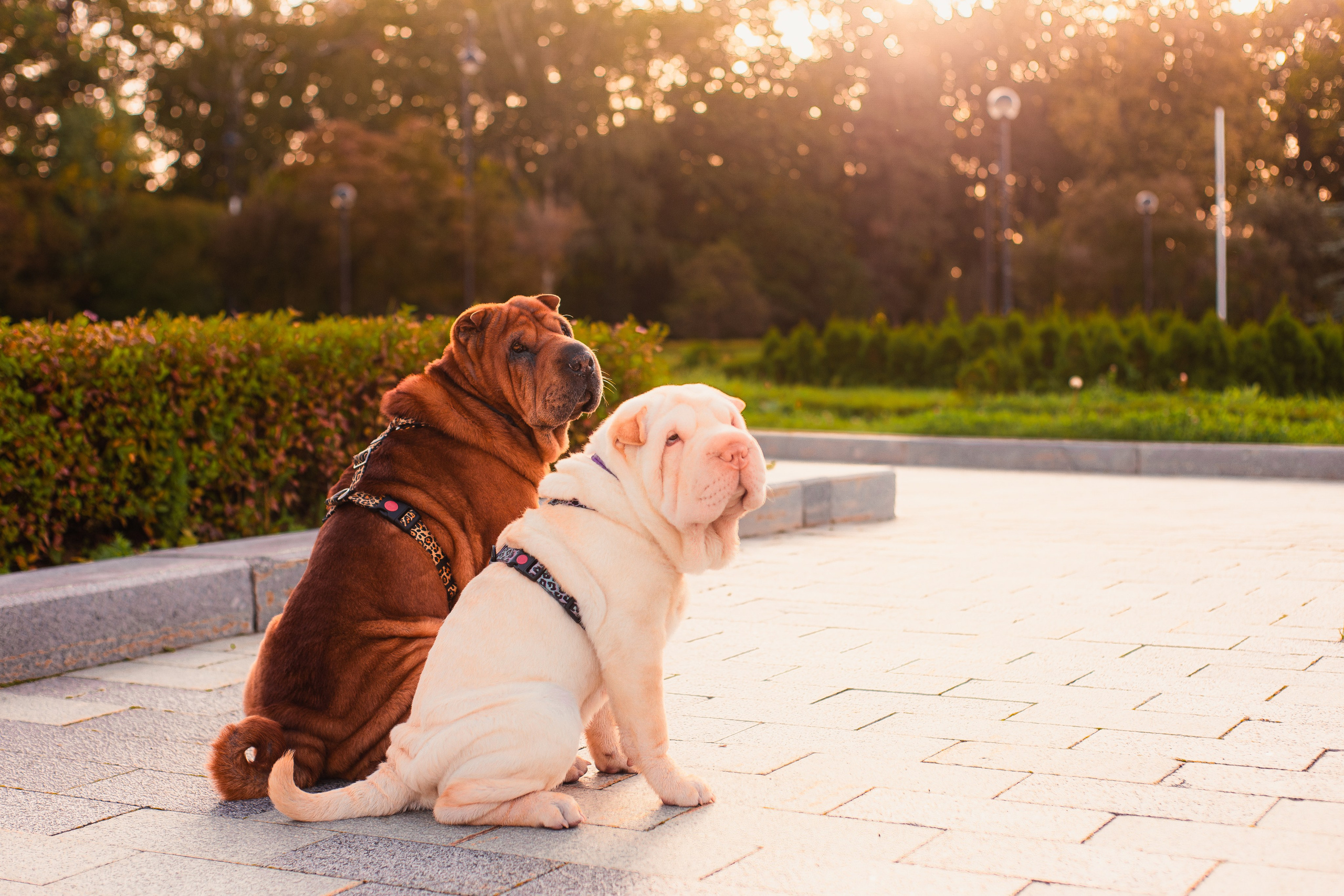 Алёна, Лагерта и Зефир. Фотограф-анималист Мария Баркевич | Москва