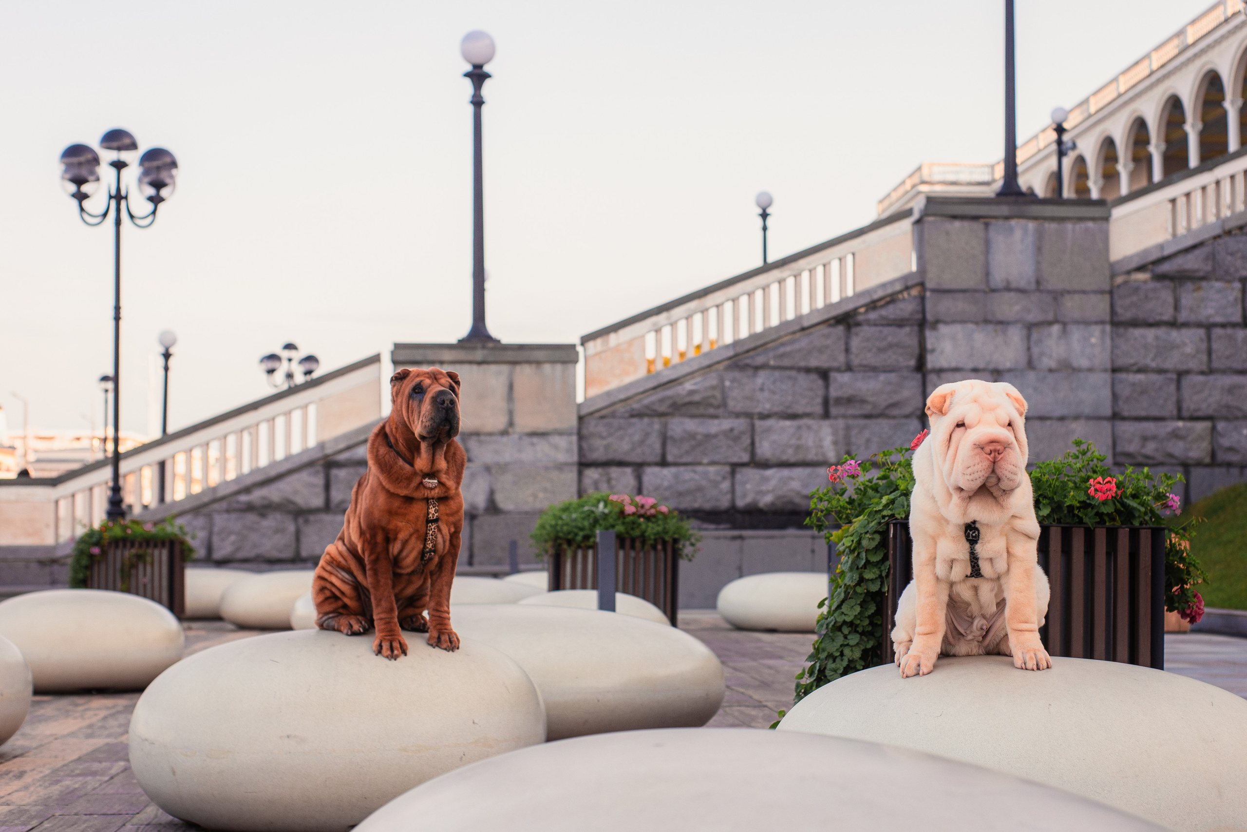 Алёна, Лагерта и Зефир. Фотограф-анималист Мария Баркевич | Москва