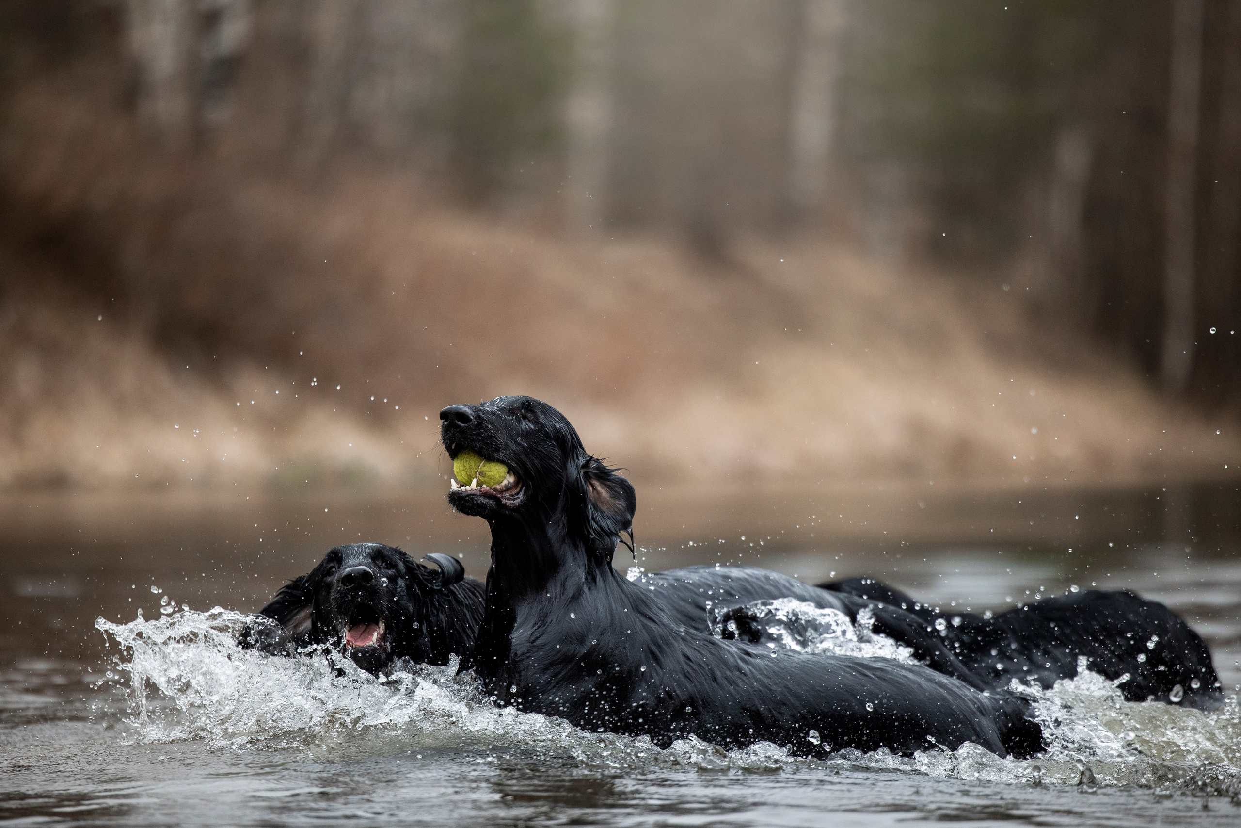 Ора, Ева, Рози и их семья. Фотограф — Анималист | Санкт-Петербург