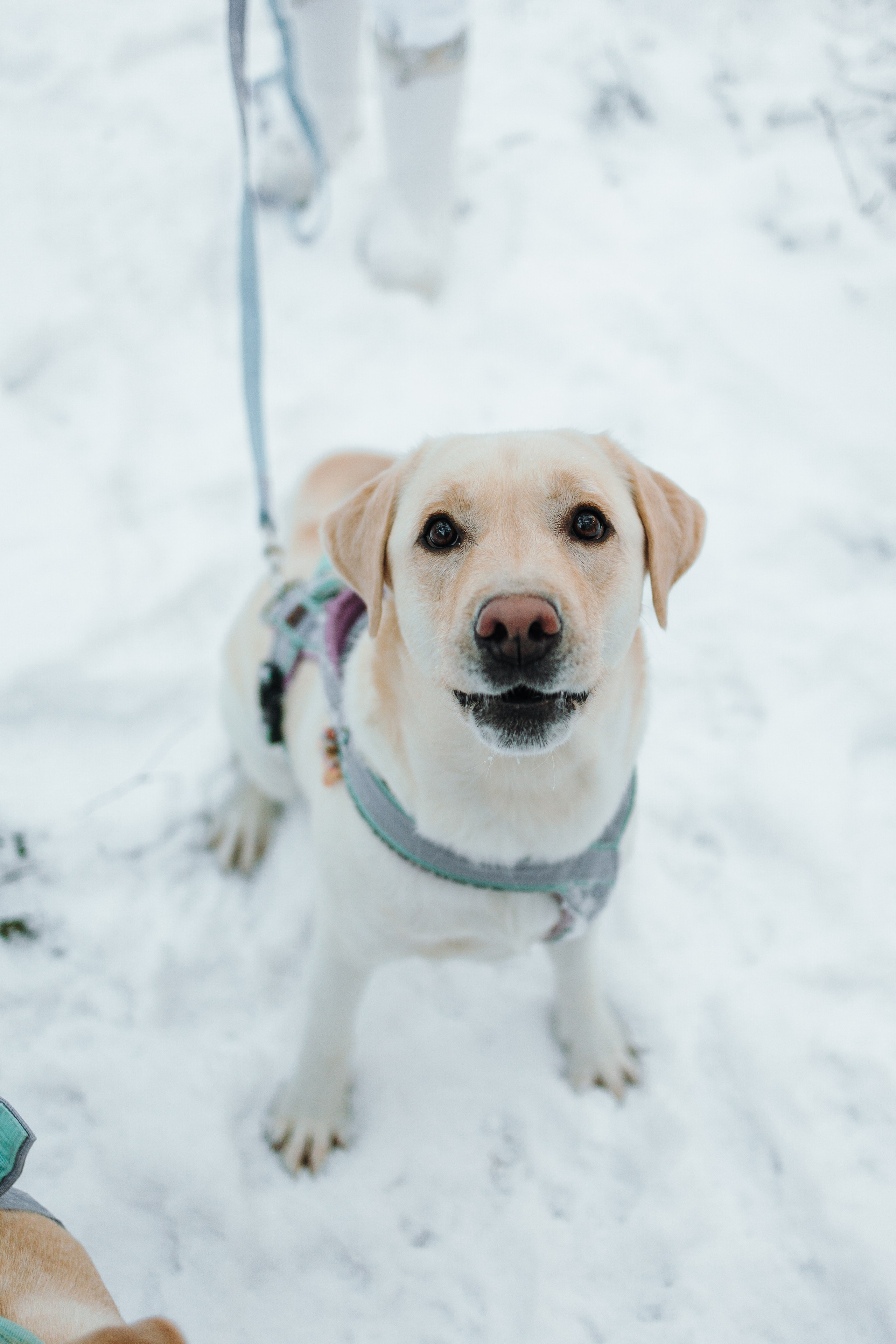 Ребята и их хвостатая семейка. Фотограф — Анималист | Санкт-Петербург