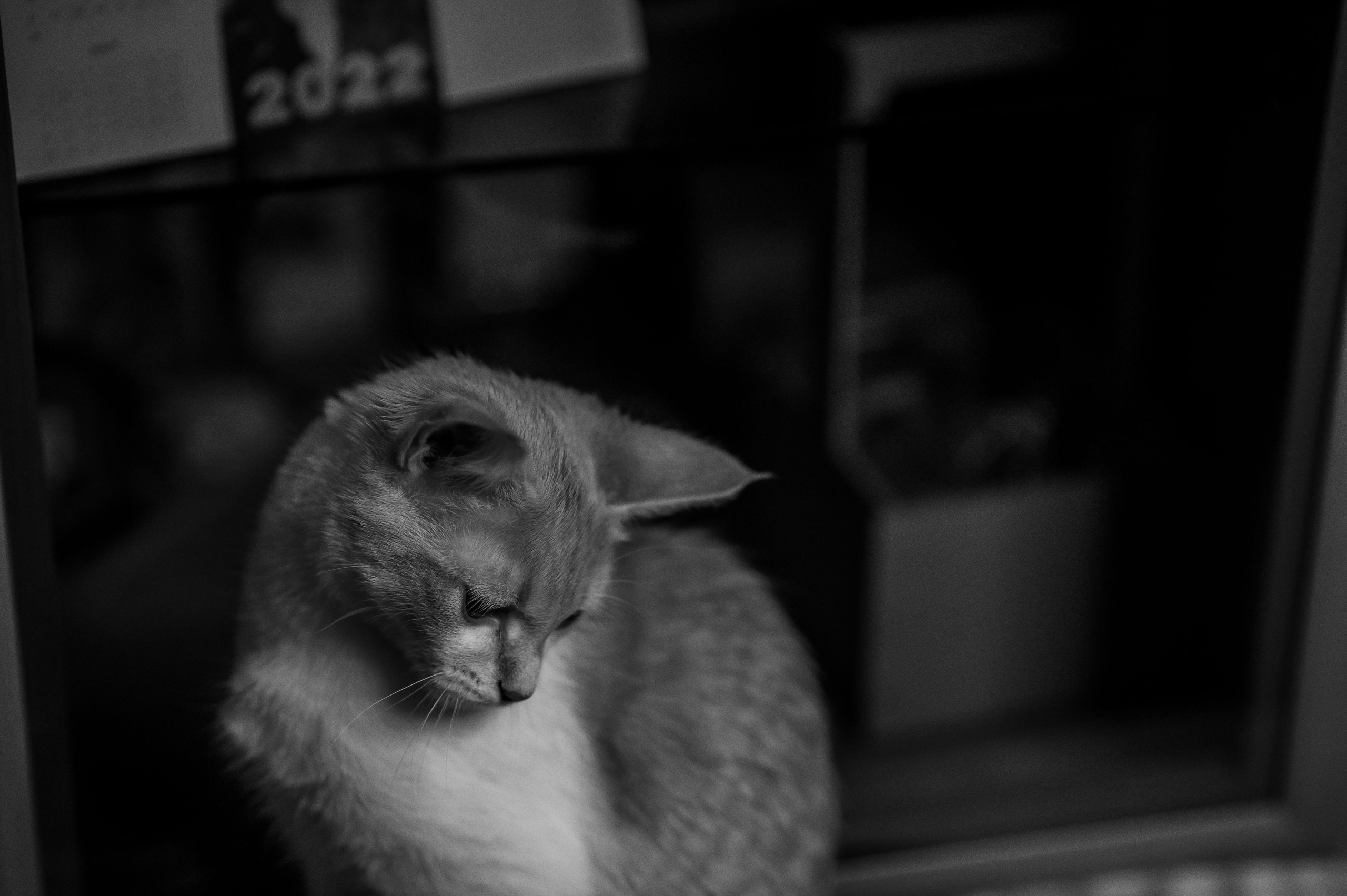 Котовая серия: Настя и Текилла (Королёв, 2022). Анна Пушина, фотограф, Москва, Королев, Пушкино