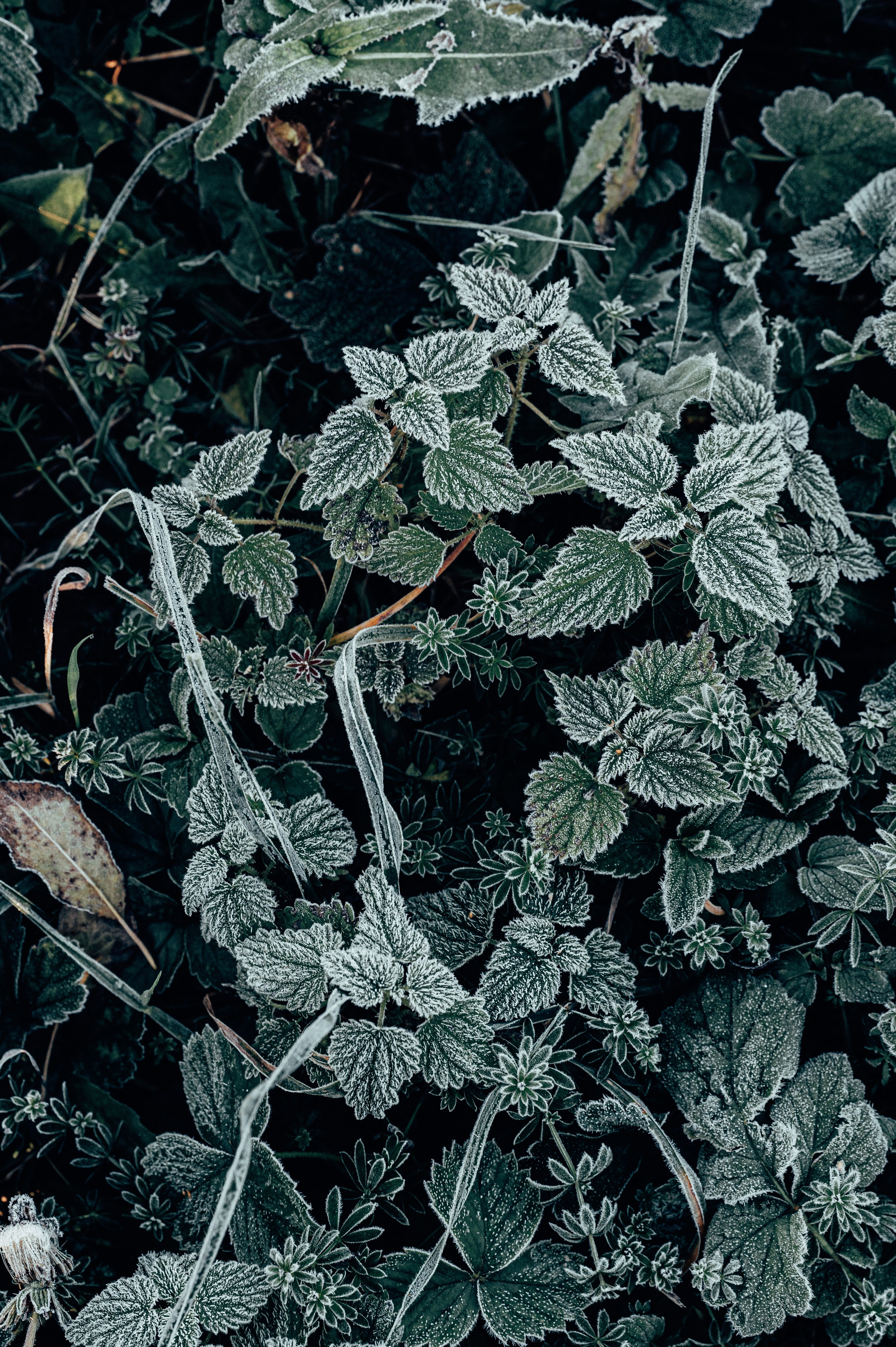 Природа. Максим Егоров, г. Ижевск. Репортажная, предметная съёмка и фуд-фотография