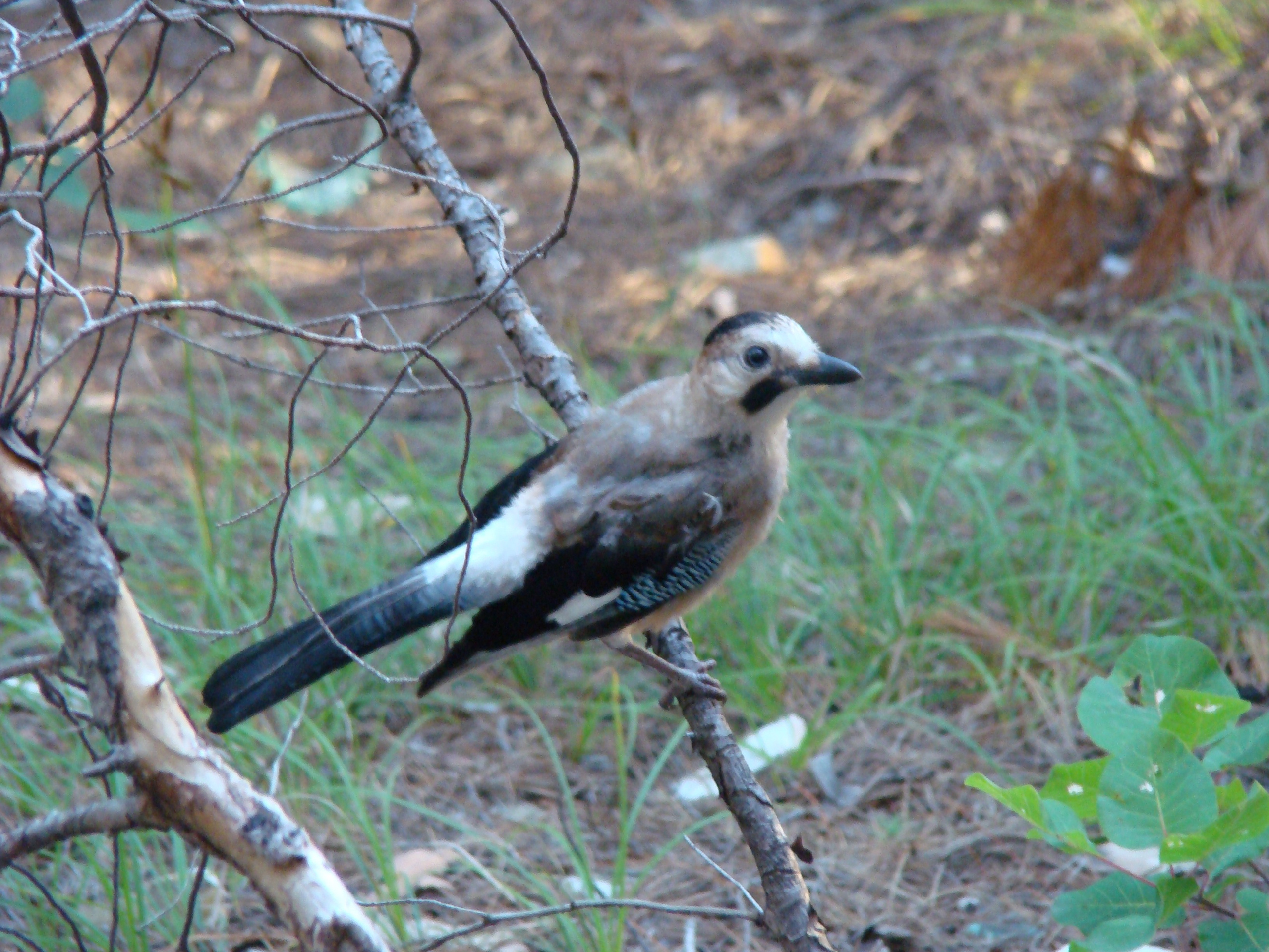 Кабардинка (фото Зевиных) 25.06-24.07.2008. Семейный, Свадебный фотограф СПБ Питер— Романова Екатерина