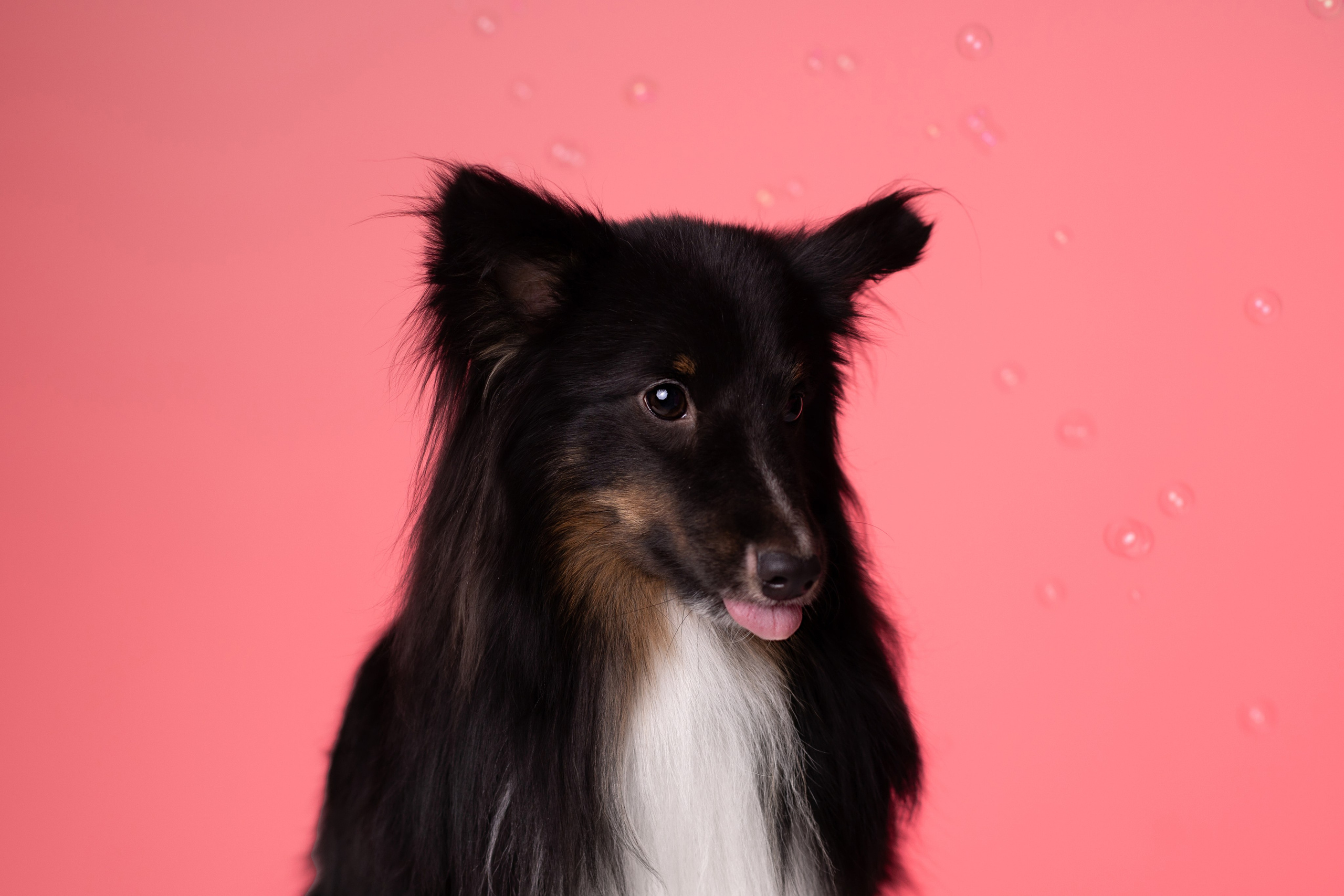 Неон 2 (фотодень). Фотограф анималист Кристина Карпова, Москва