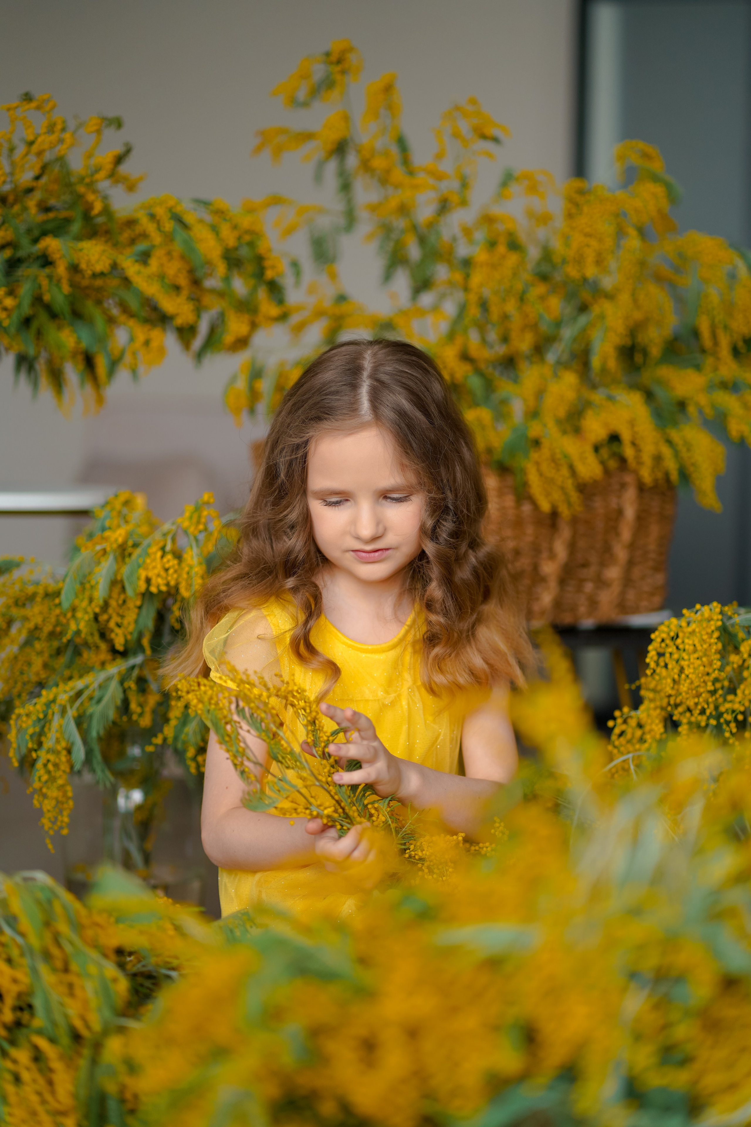 Мимоза. Фотограф Татьяна Митрофанова