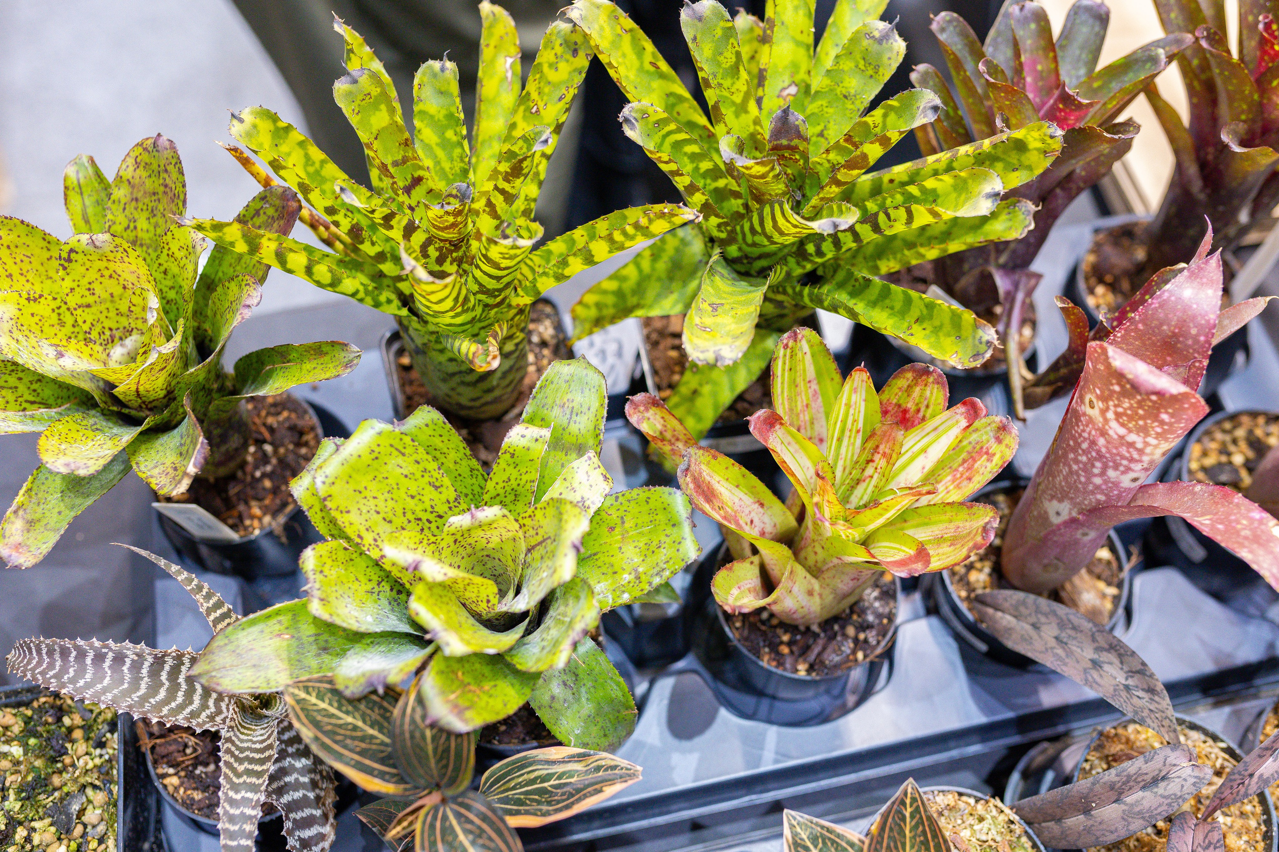 Орхидиум 12.2025. Александра Куликова фотограф, Москва