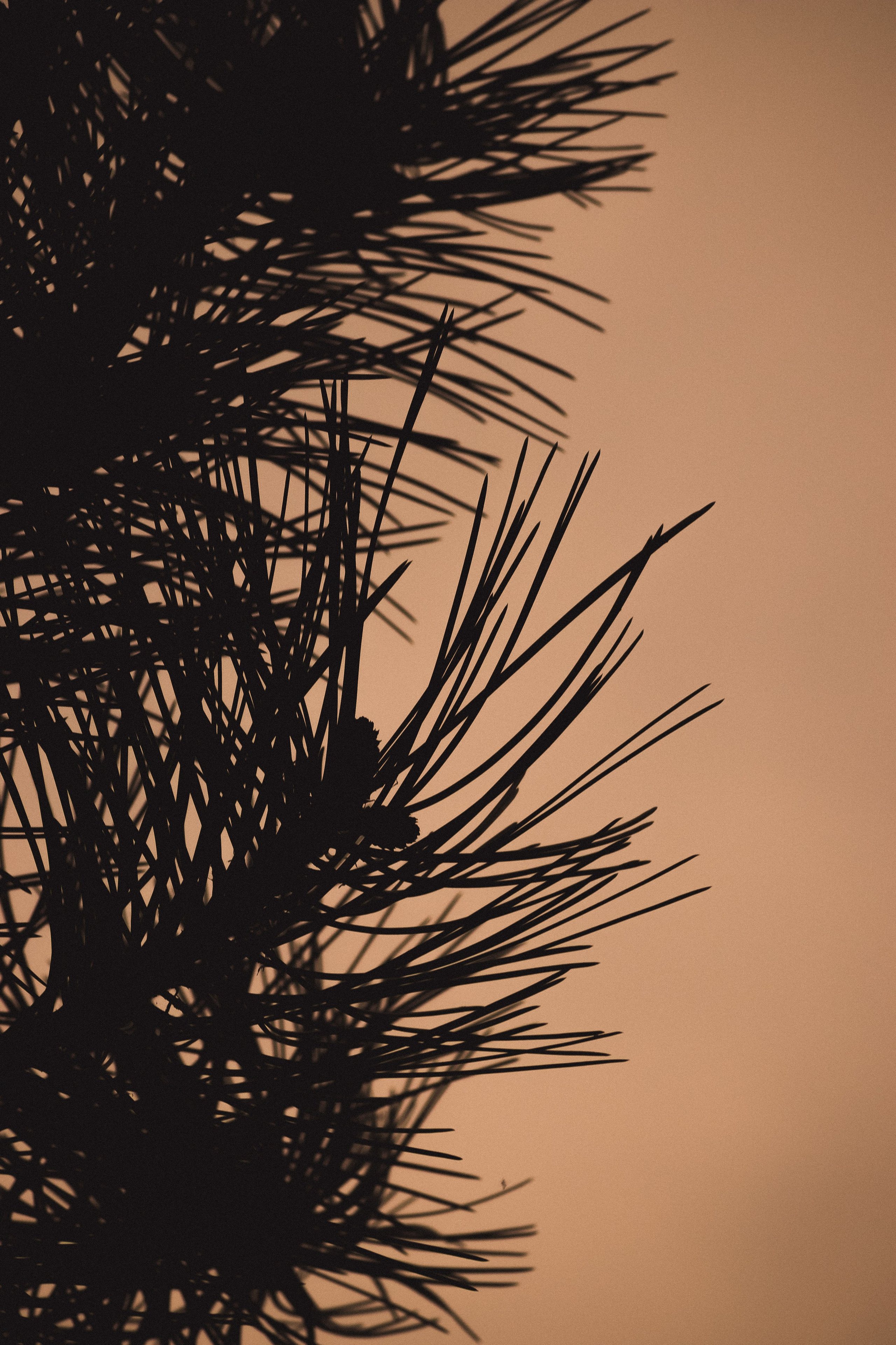 С Е П И Я. — Digital Noise —