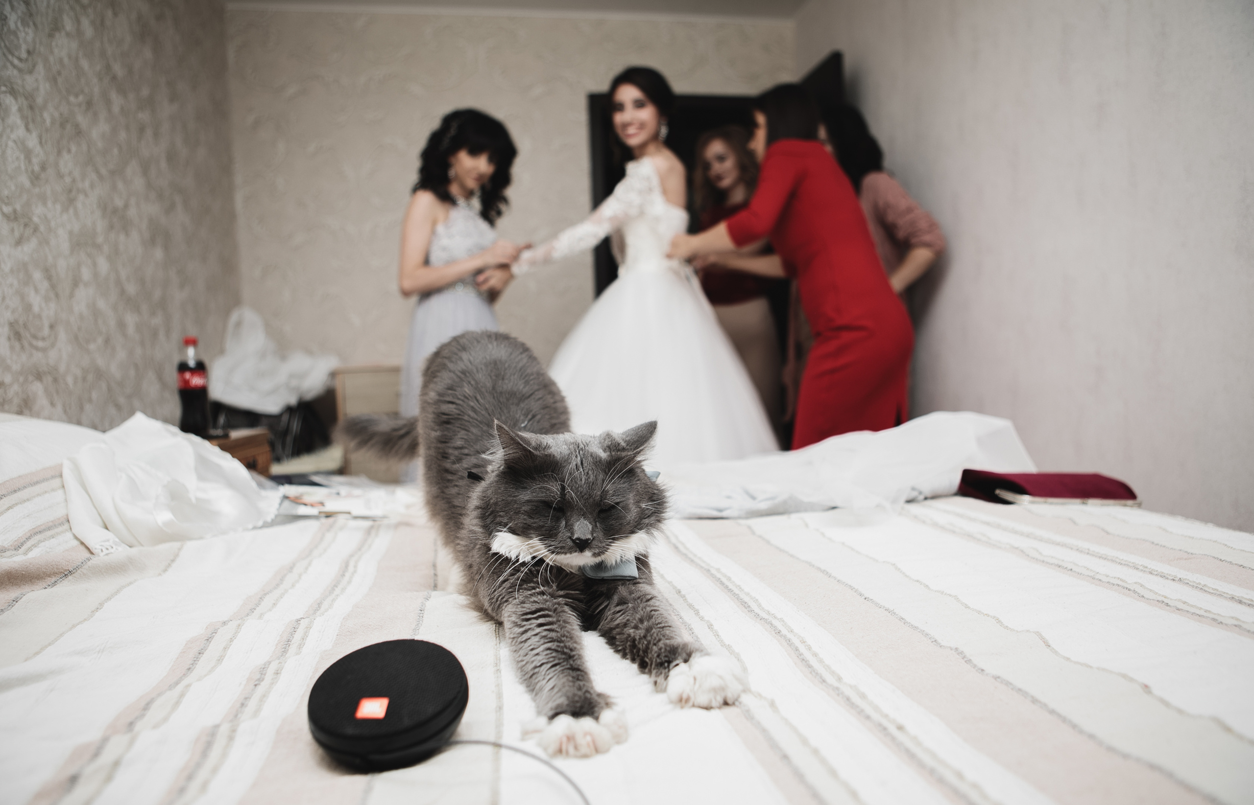 Свадьбы. Фотограф Дмитрий Олейник в Волгодонске и Ростове