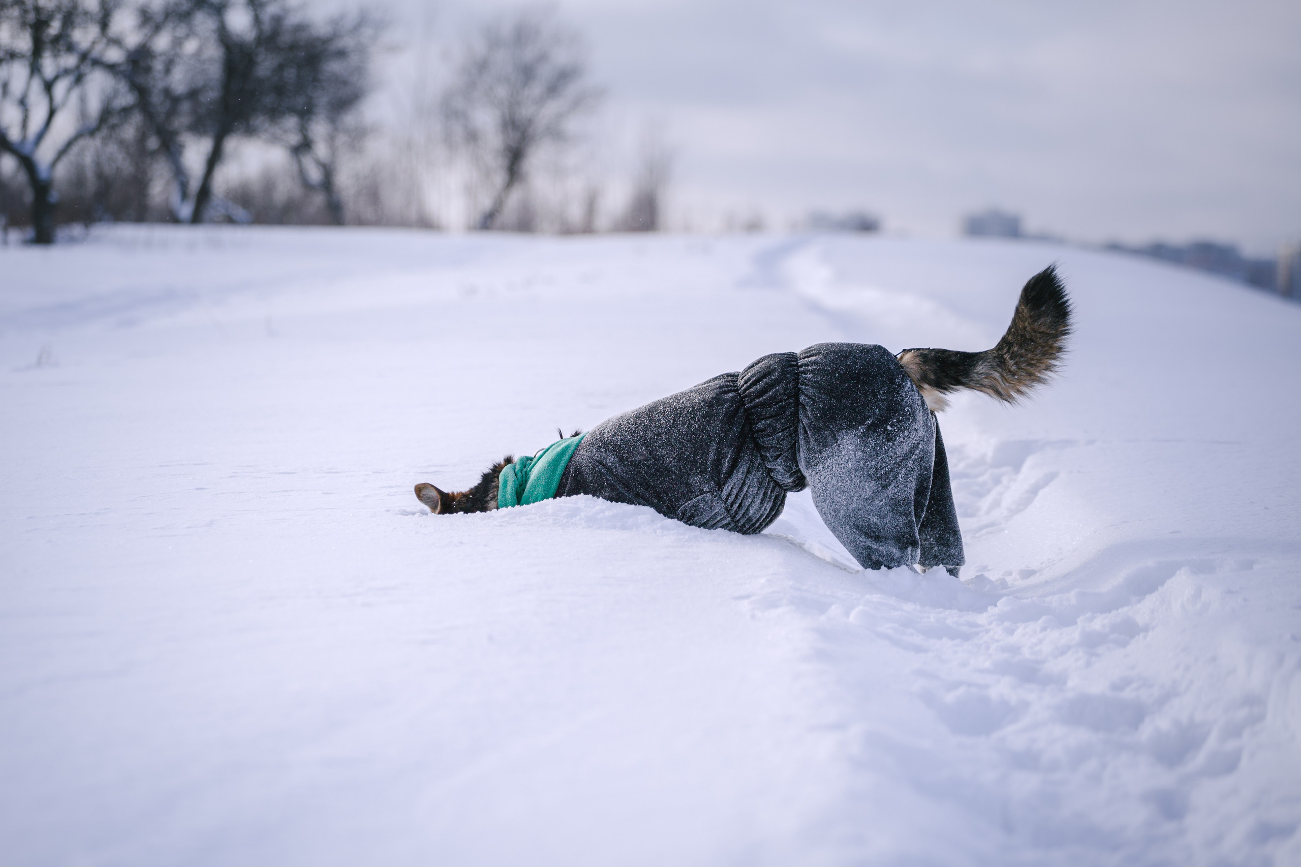 Зимняя экспресс съемка Дюка. Фотограф-анималист Татьяна Степанова