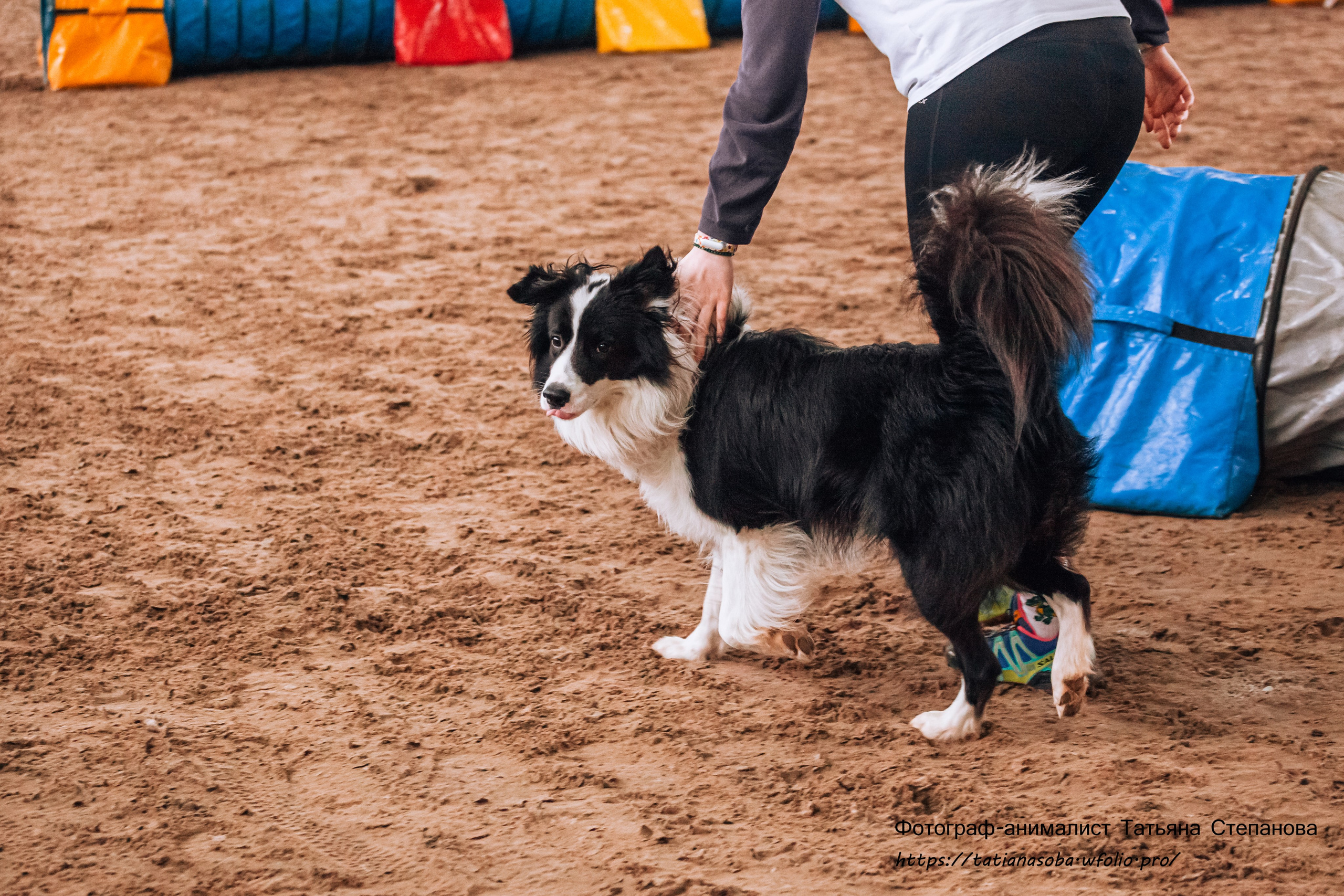 Соревнования по Аджилити 25.02.2024. Фотограф-анималист Татьяна Степанова