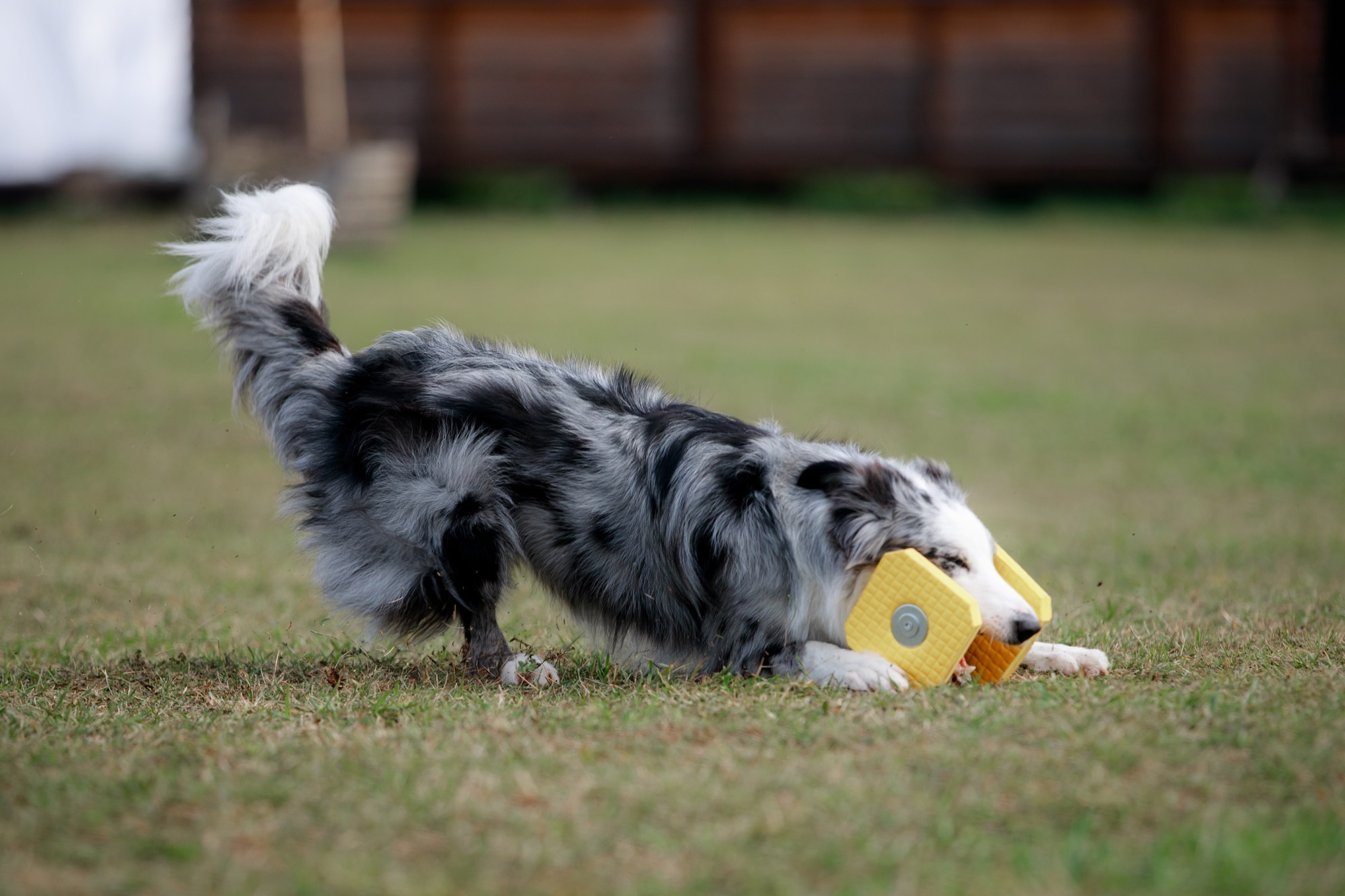 Лагерь по ОБД с Инной Баженовой. Фотограф-анималист Mary Mart — Москва, Питер