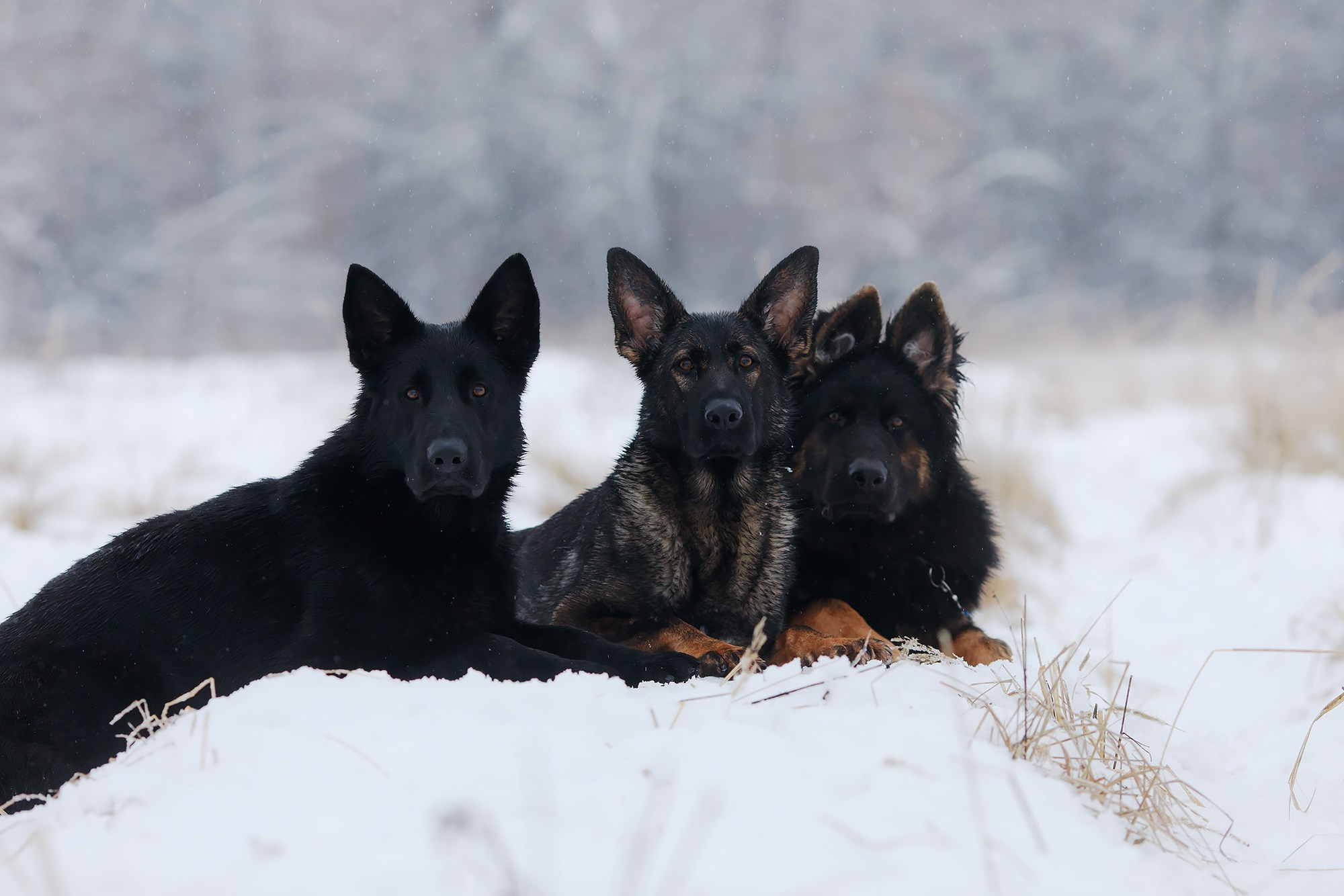 Зимние портреты. Фотограф-анималист Mary Mart — Москва, Питер