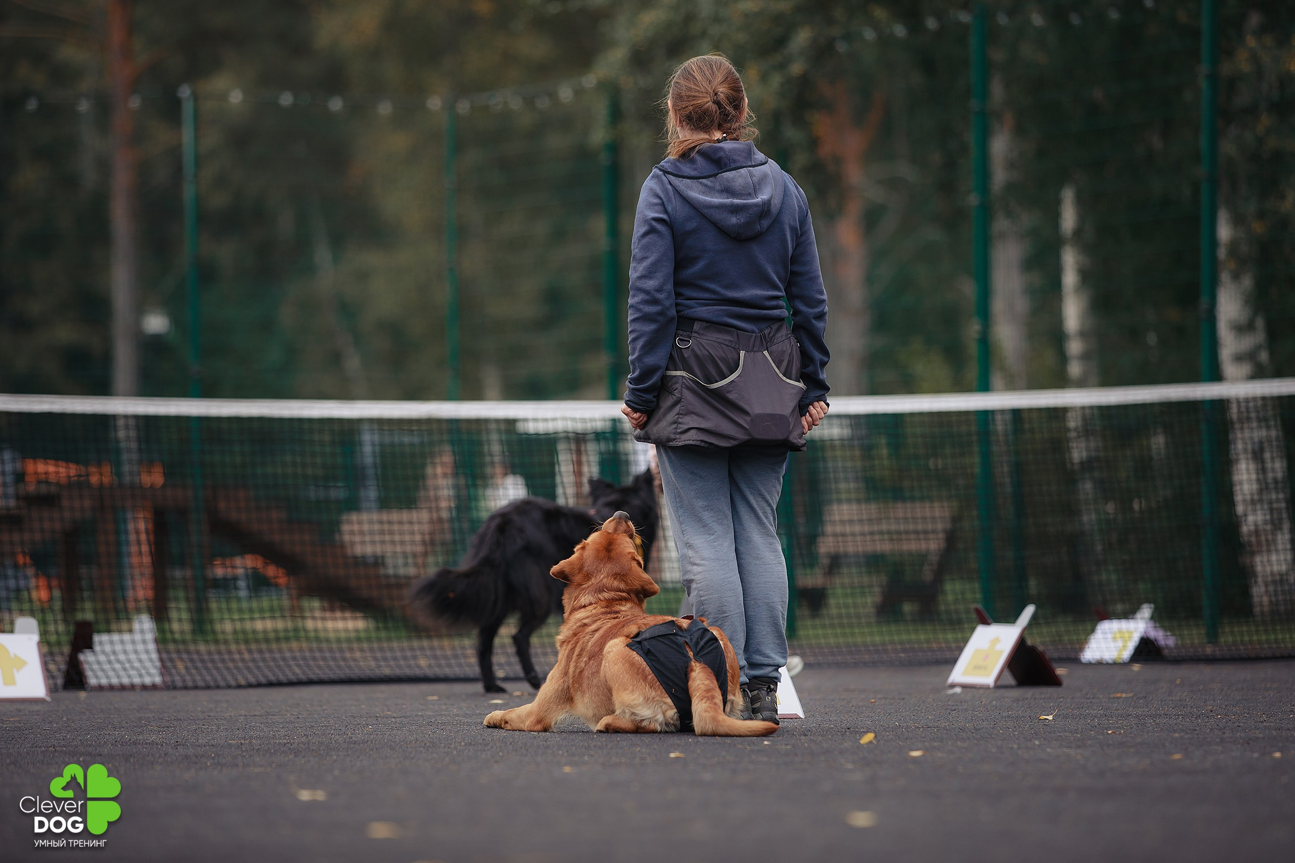 Кинологический лагерь CleverDog, 2024. Фотограф-анималист Mary Mart — Москва, Питер