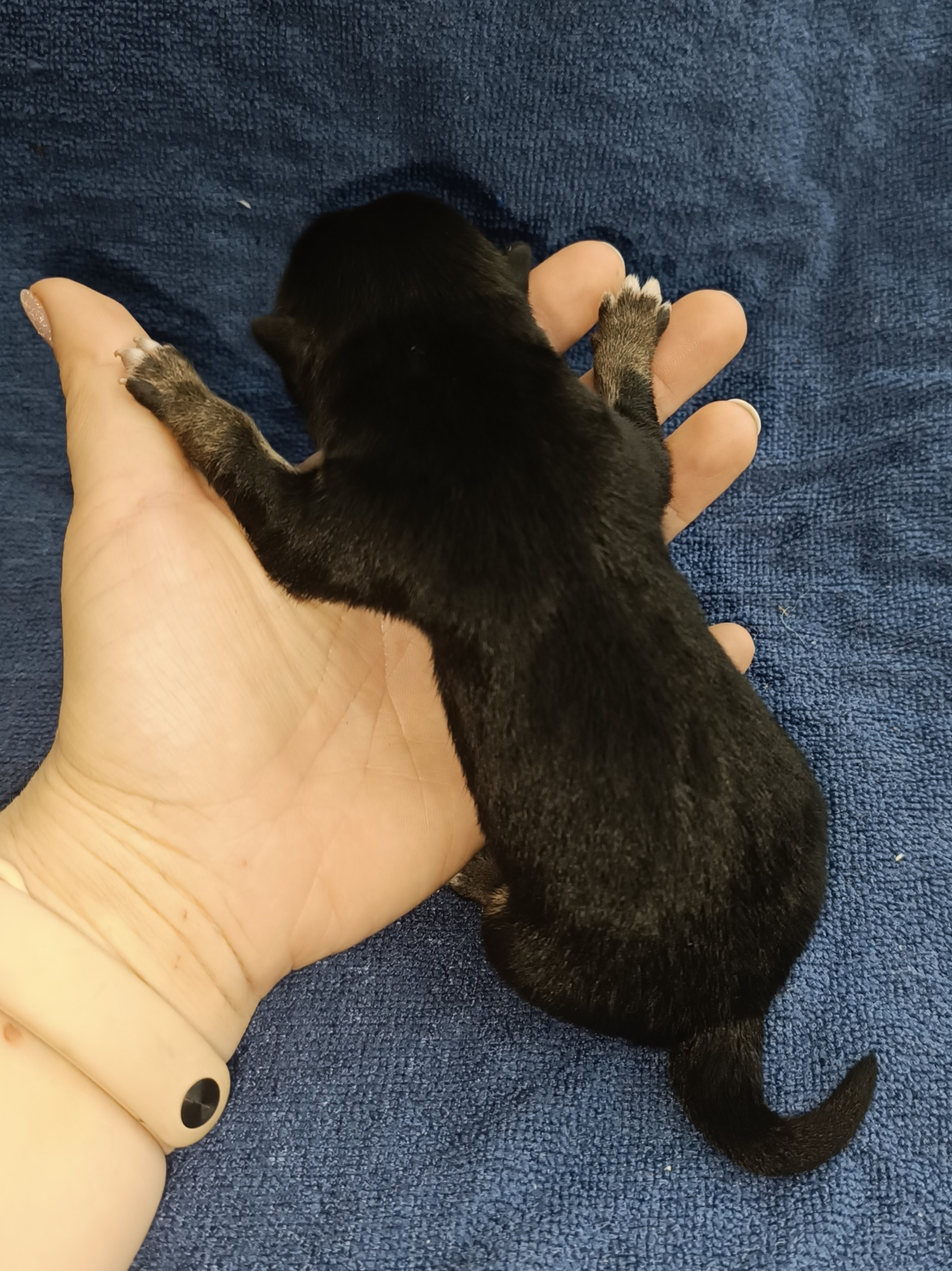 сиба питомник Рубилайт щенки на продажу rubylight  сиба щенки купить СПб Санкт-Петербург 