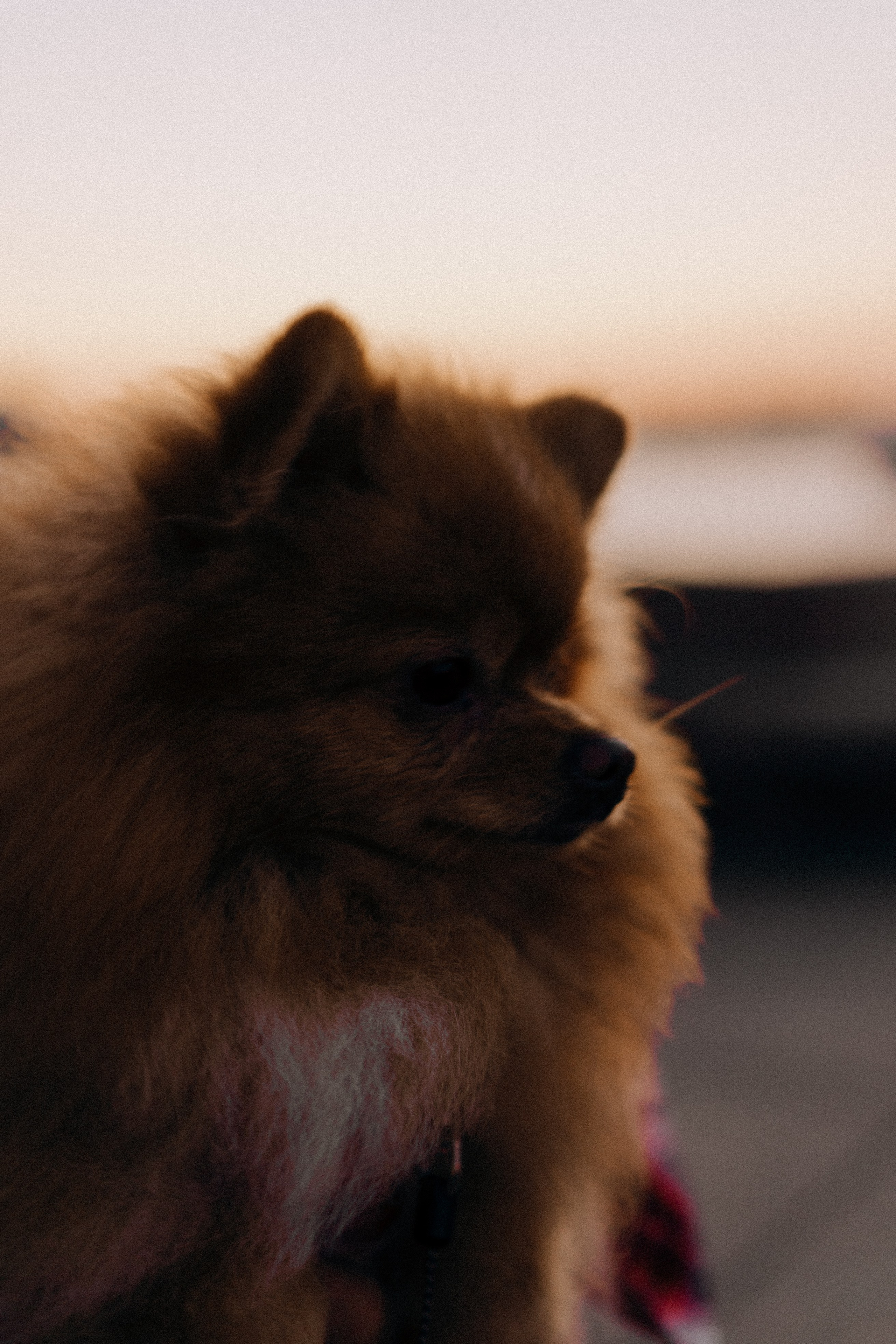 РАССВЕТНАЯ ИСТОРИЯ. Профессиональный фотограф, Санкт-Петербург — Виктория Богомолова