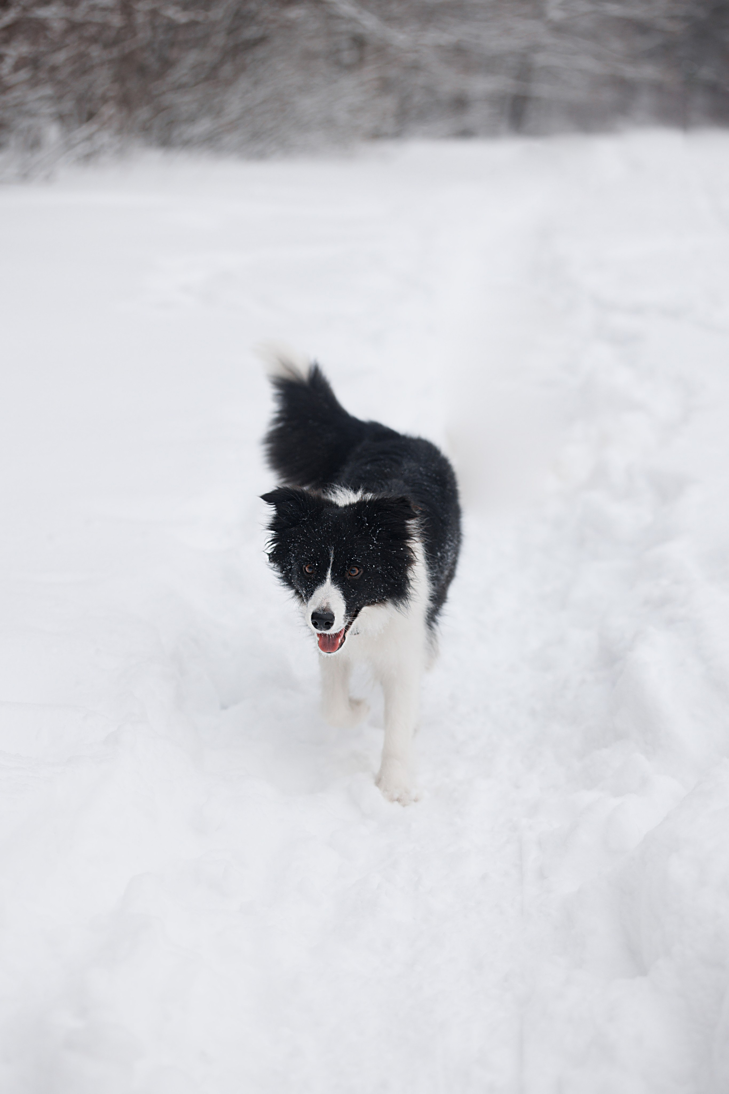 Даша и компания. Фотограф анималист Кристина Карпова, Москва
