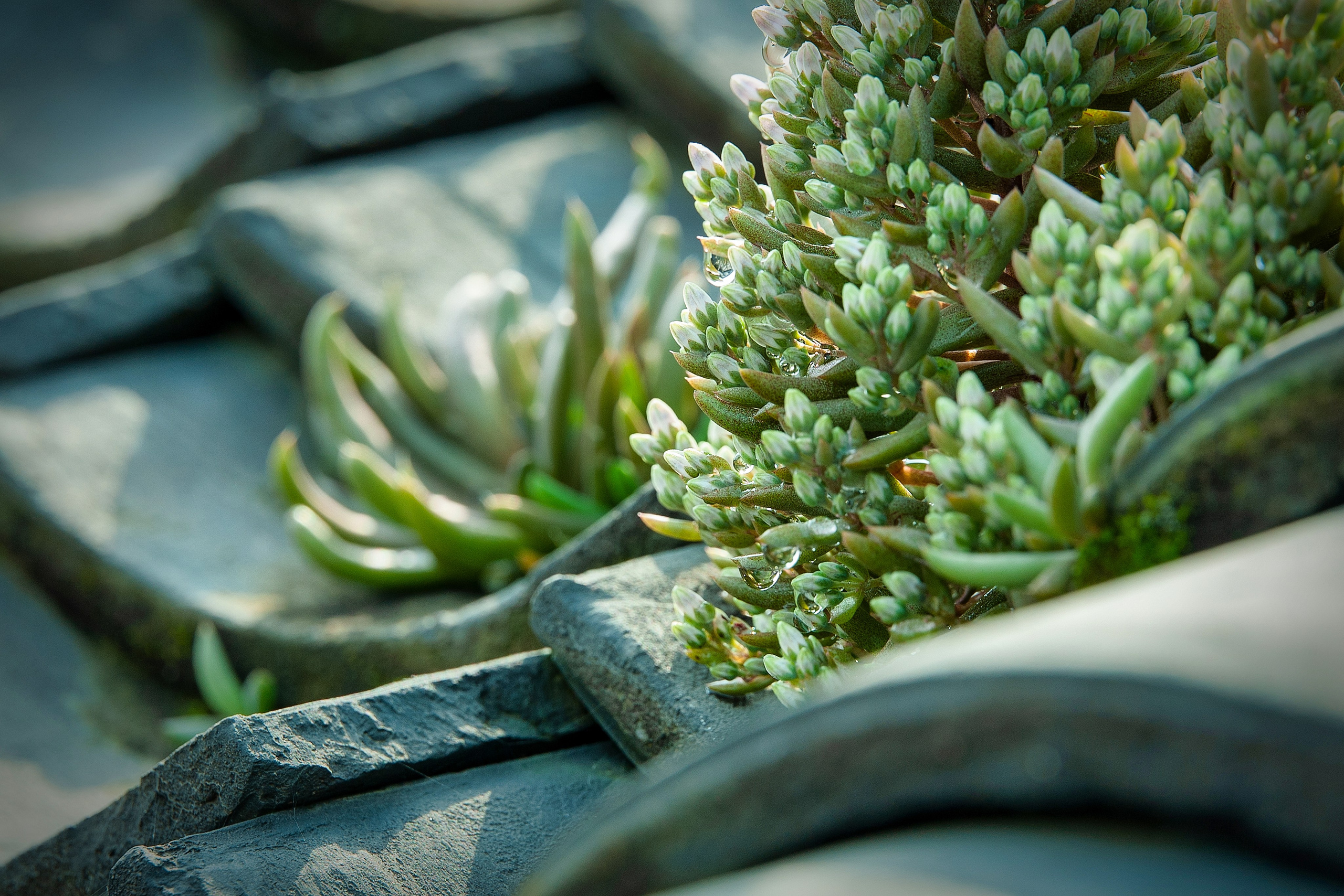 Весна. FotoGraf