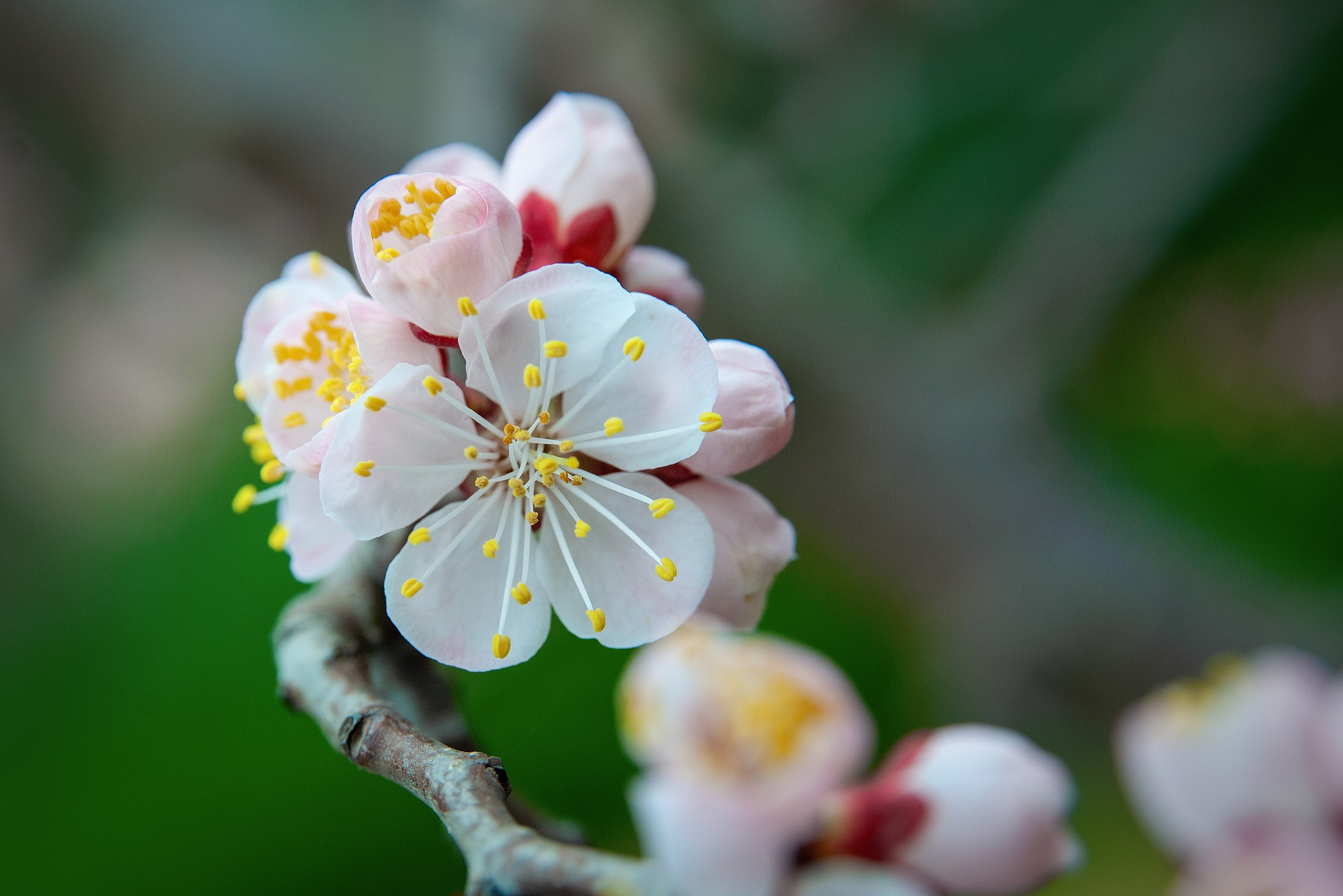 Весна. FotoGraf
