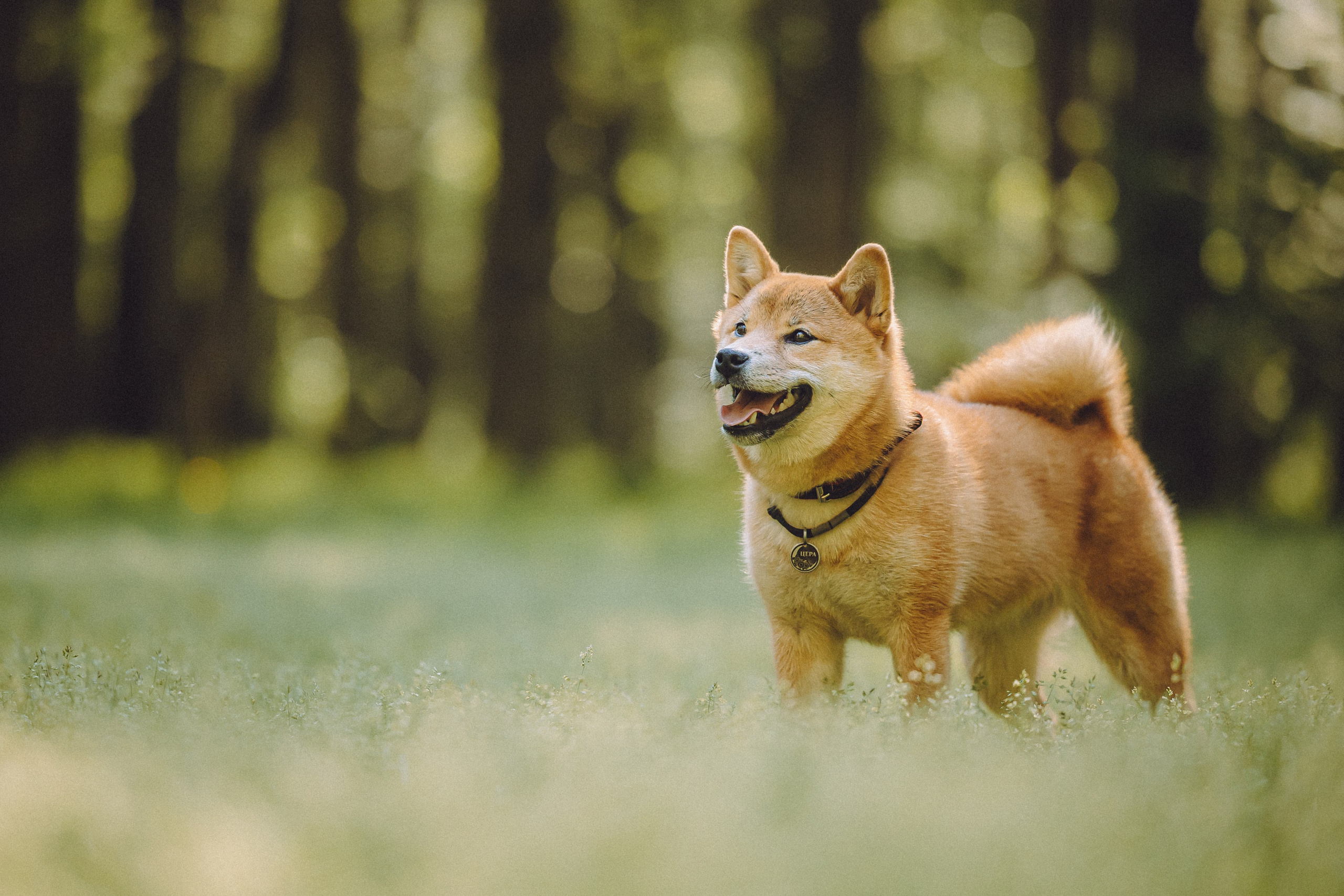 Шед, Цири, Чиби, Цера и их семья