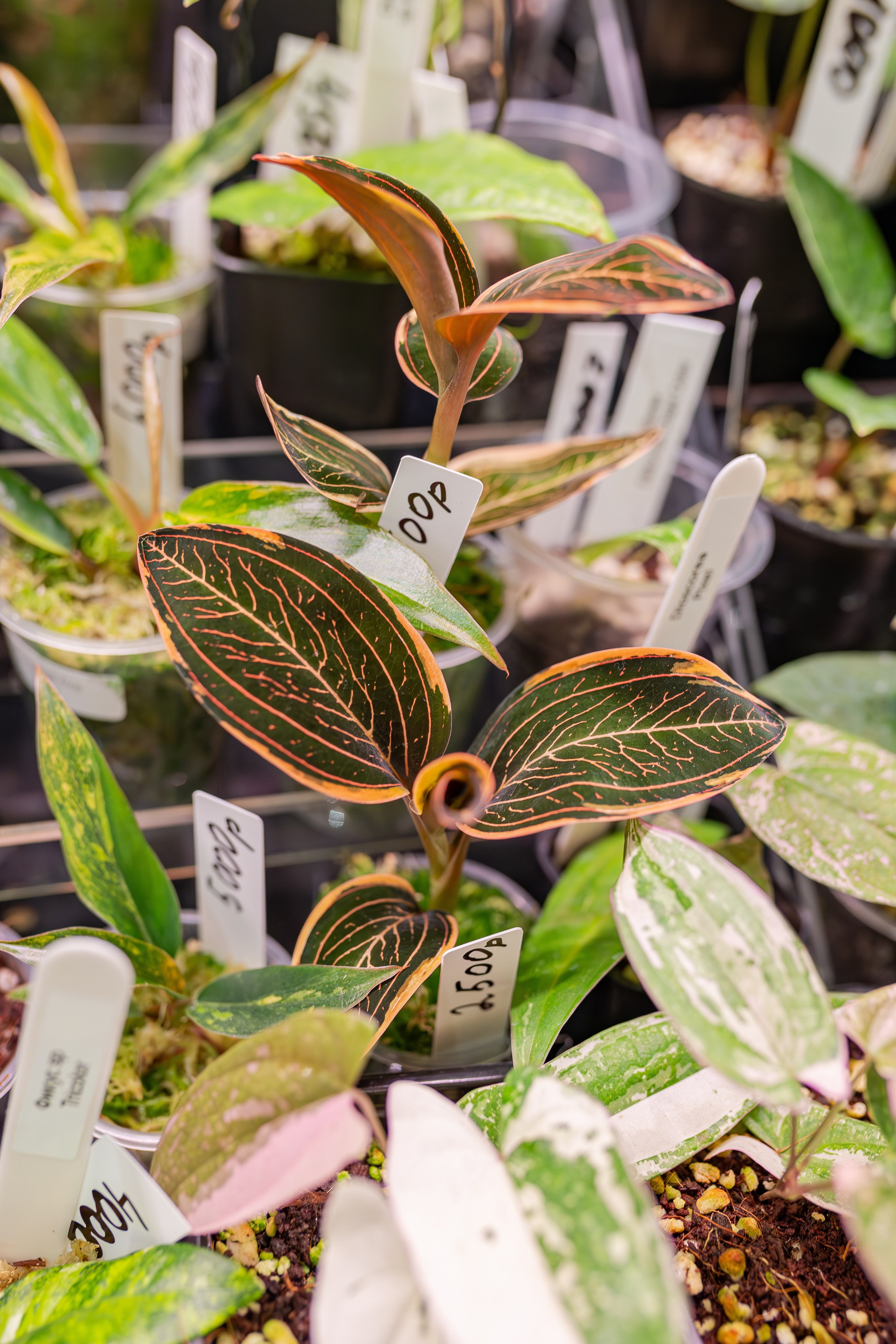 Монстериум апрель 2026. Александра Куликова фотограф, Москва