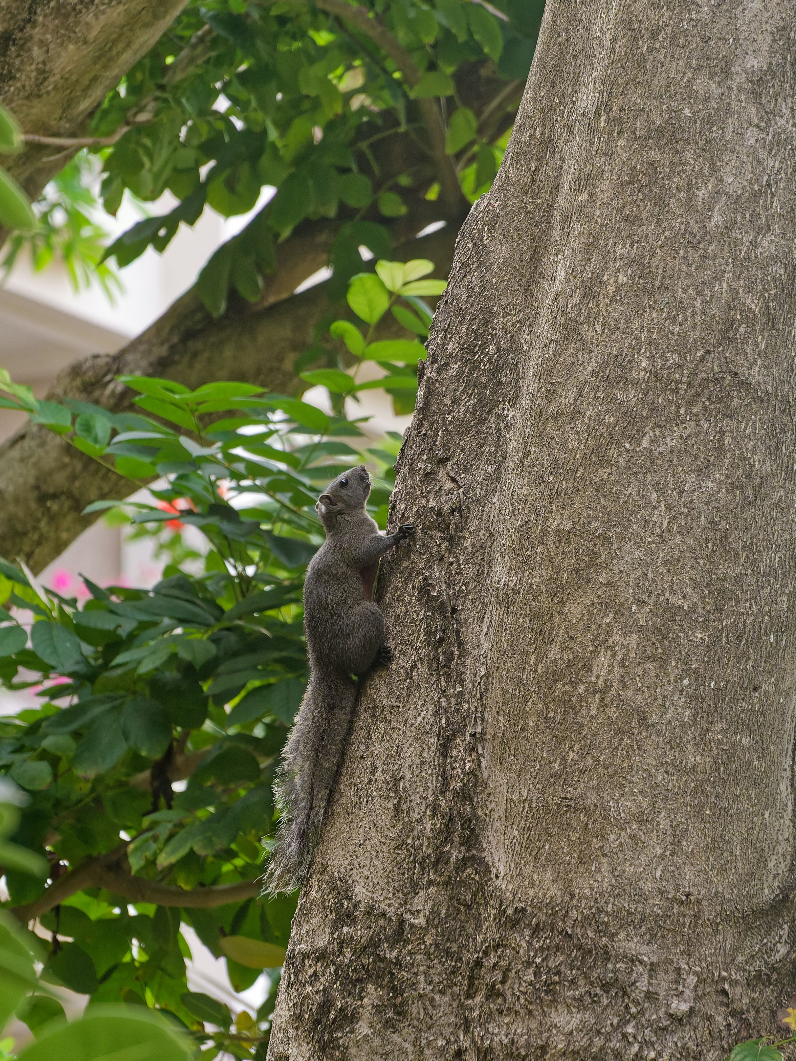Хайнань 2026, белки. Фотопрогулки по Миру