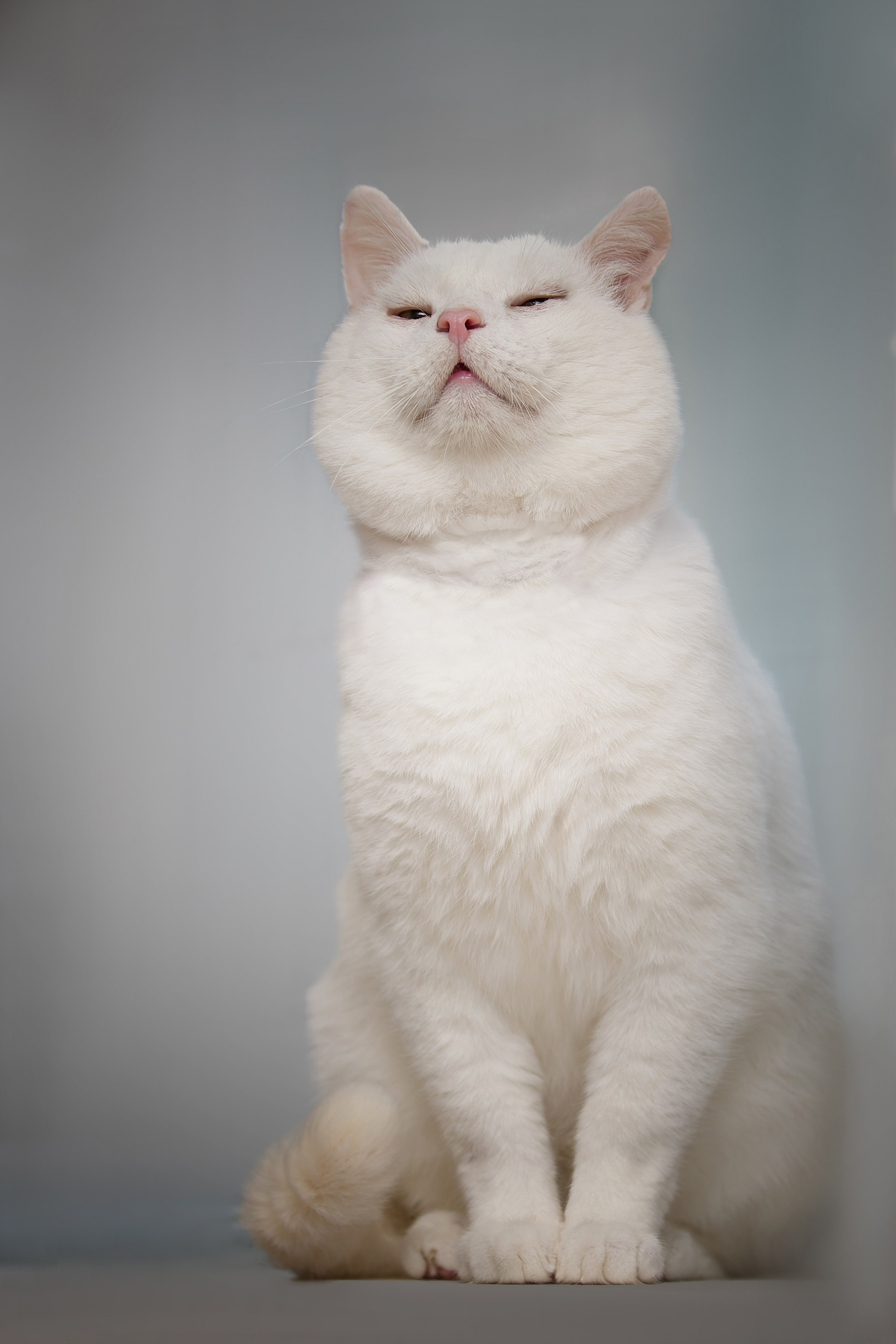 Кошки и котята в приютах. Irenephoto.ru