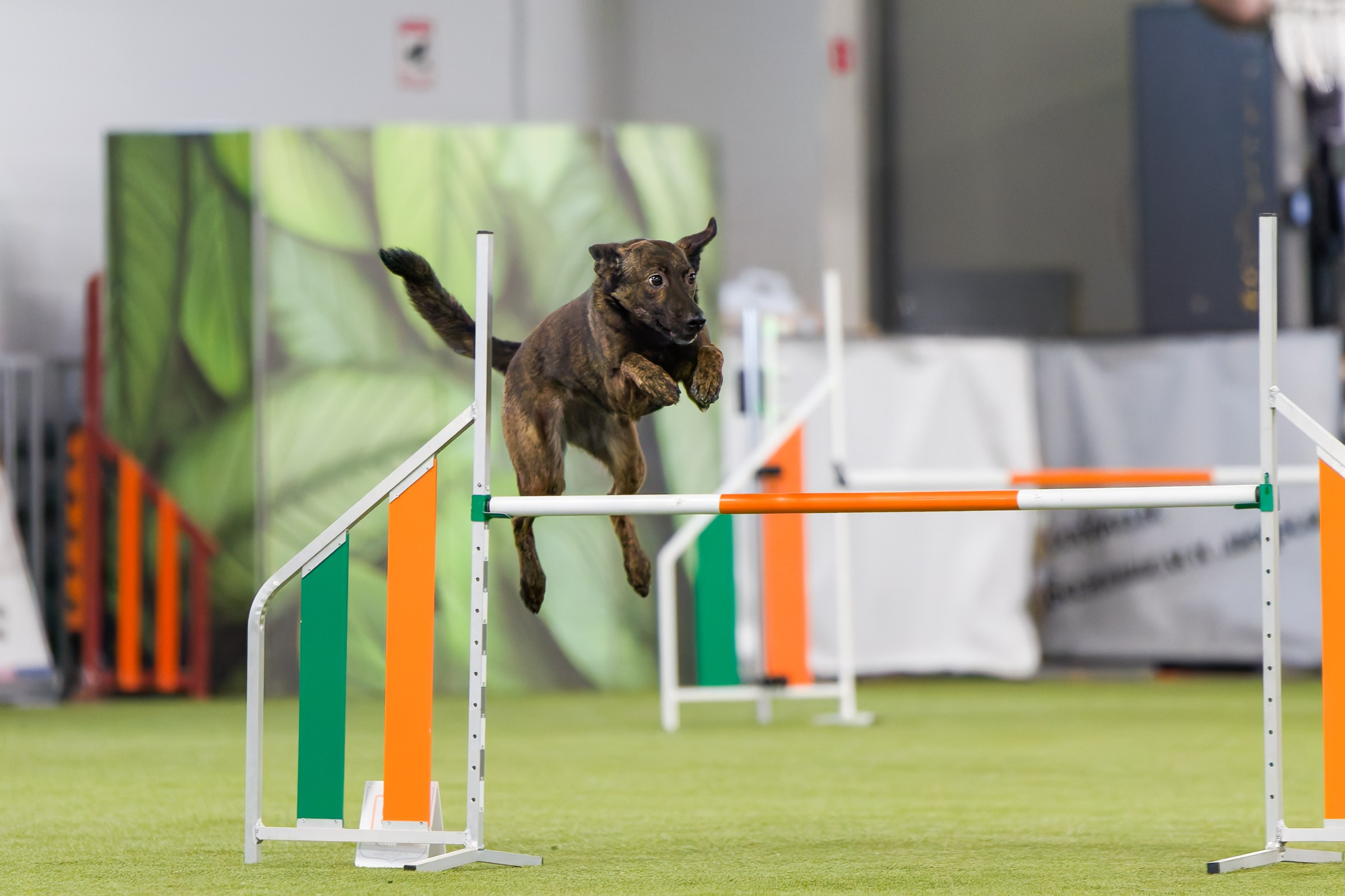 День рождения Пёсбурга — февраль 2025. Irenephoto.ru
