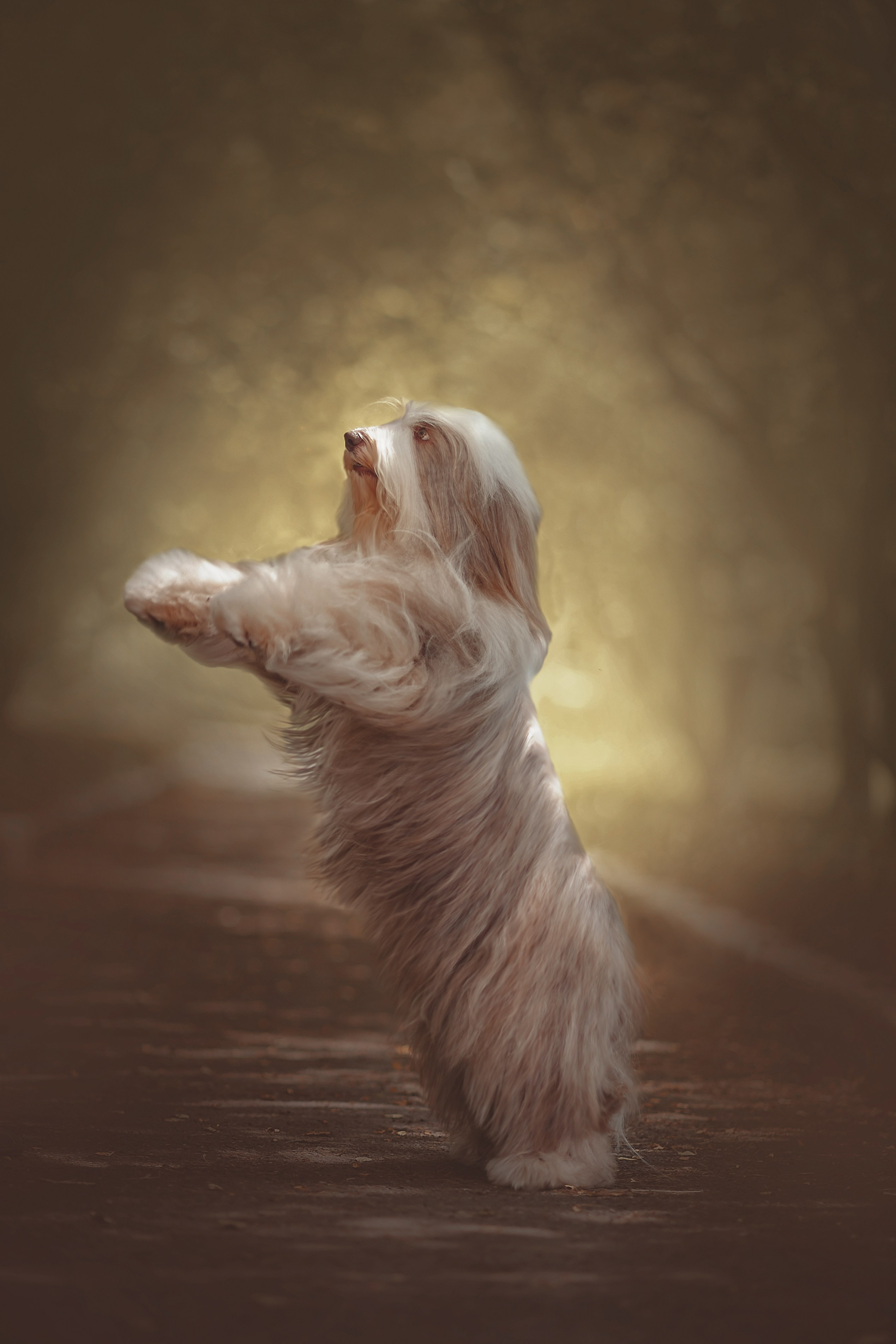 Фотосессия животных в Ижевских, фотограф животных. Детский, семейный фотограф в Ижевске и Москве Аксинья Лысенкова ADEN