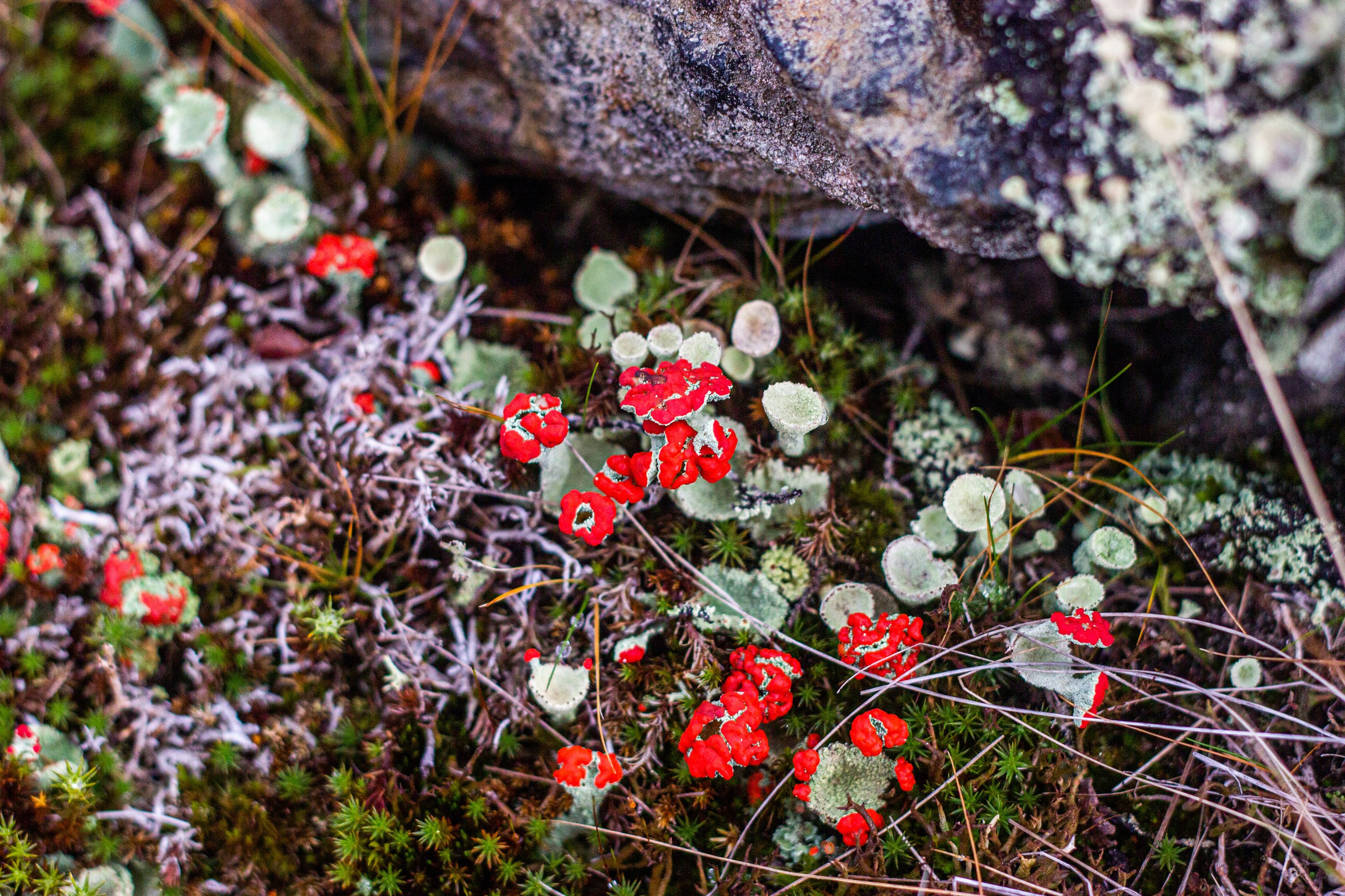 Станция Собь. Фотограф Екатерина Зорина