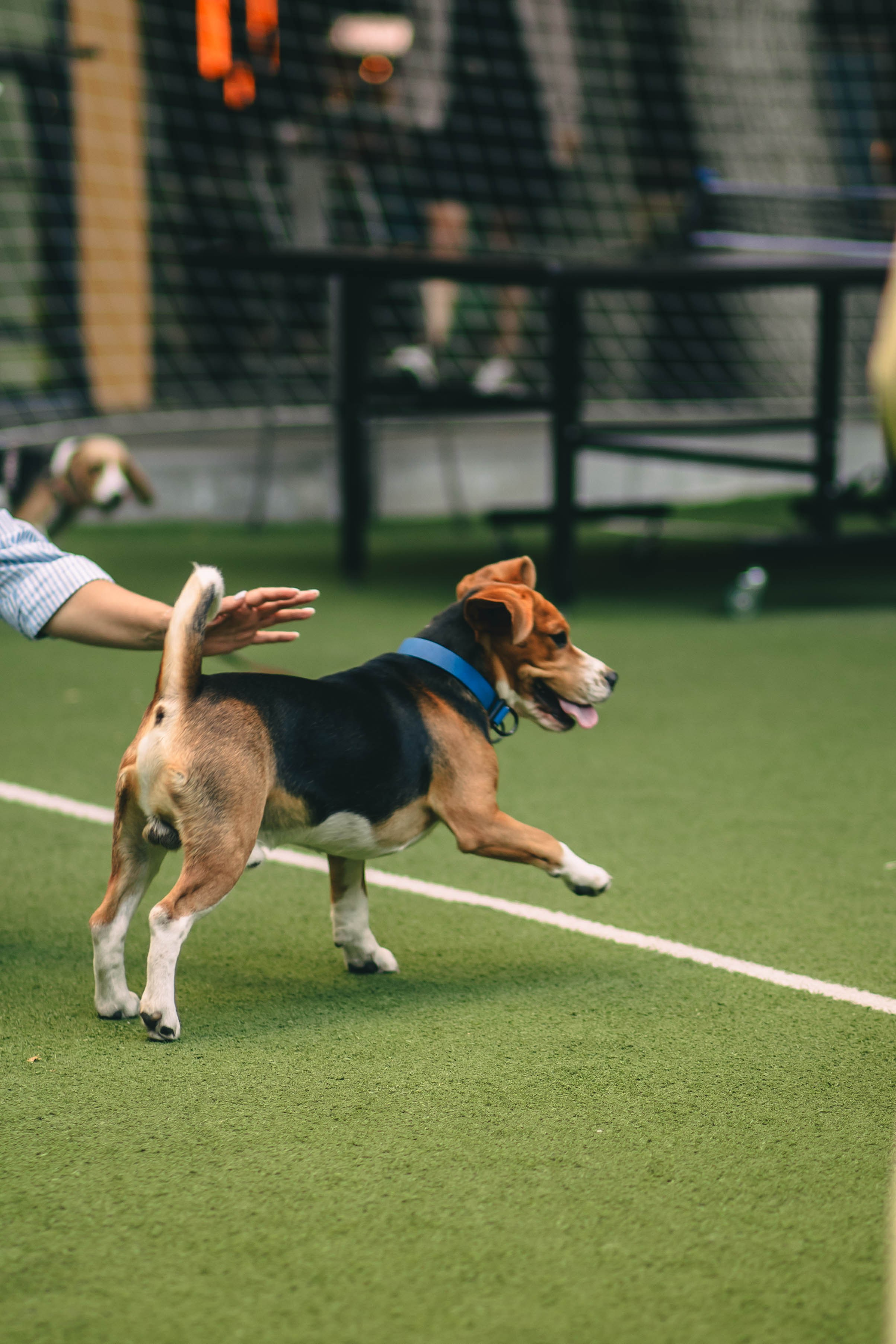 Pet-Party + Live-music |Парк Культуры. Фотограф в Ставрополе Алина Клочкова