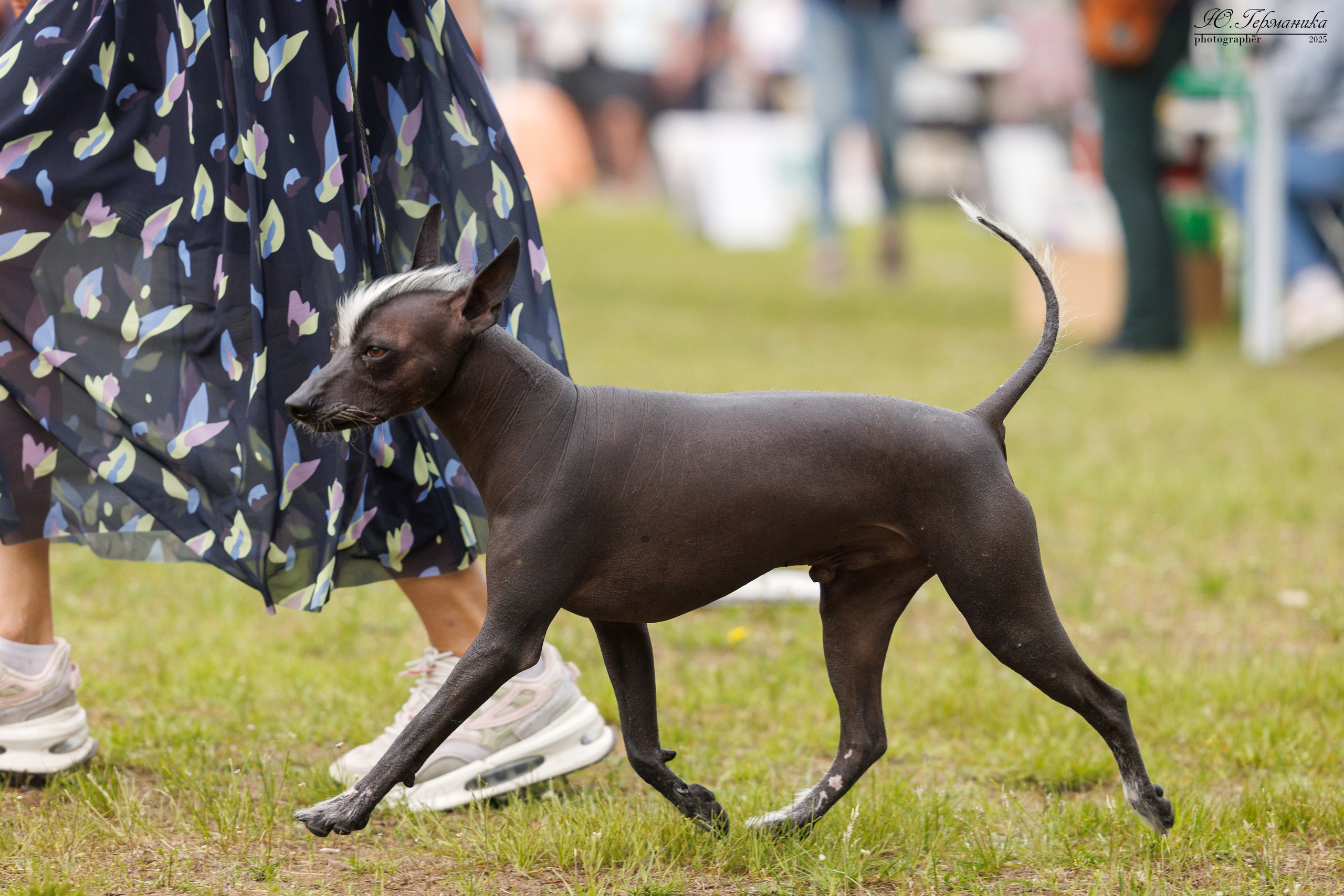 Суздаль(Владимир)17-18.05.2025. Фотограф-анималист Юлия Германика