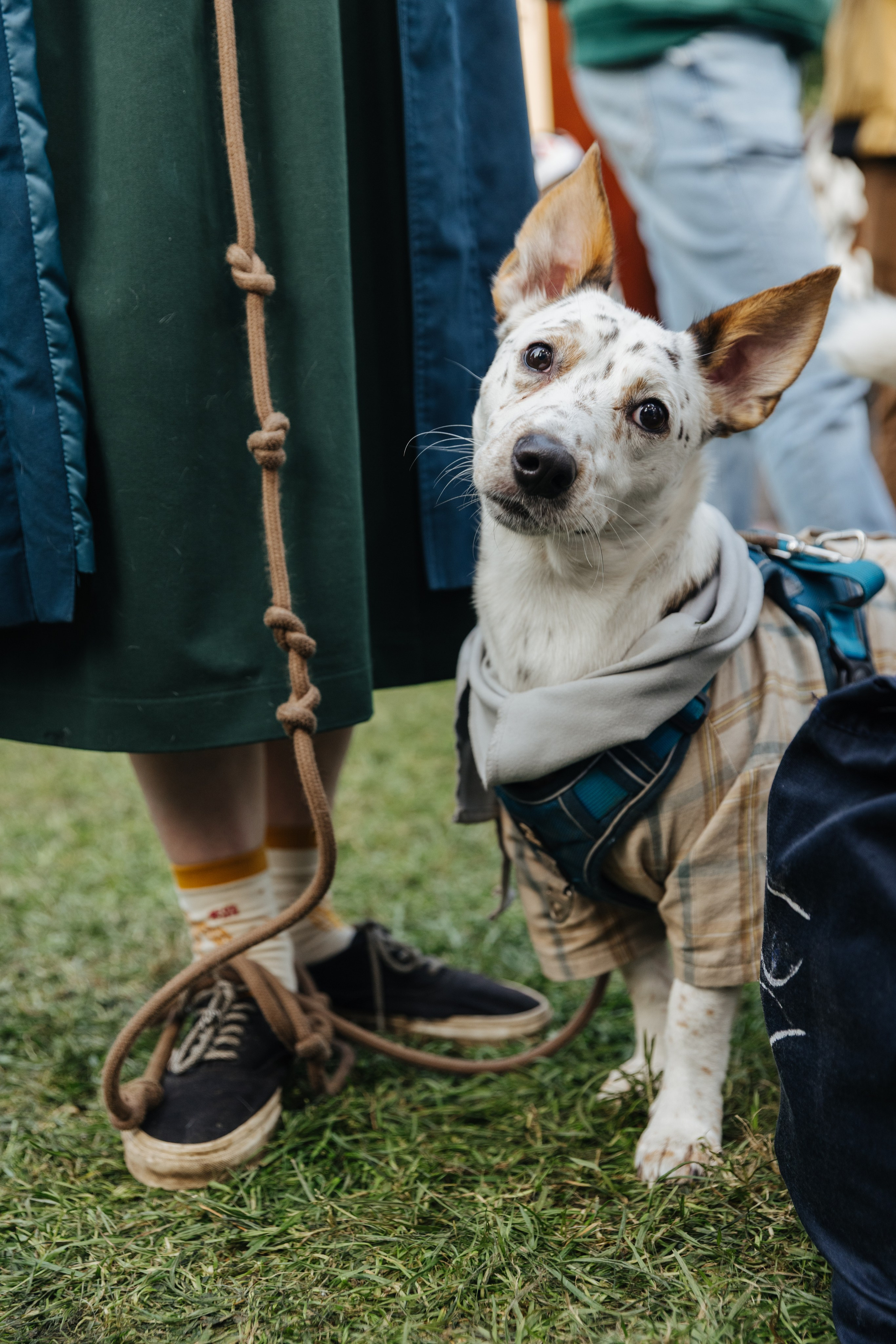 Хвостатый репортаж. Аксана Лисовская фотограф в Москве. Фотографии с характером