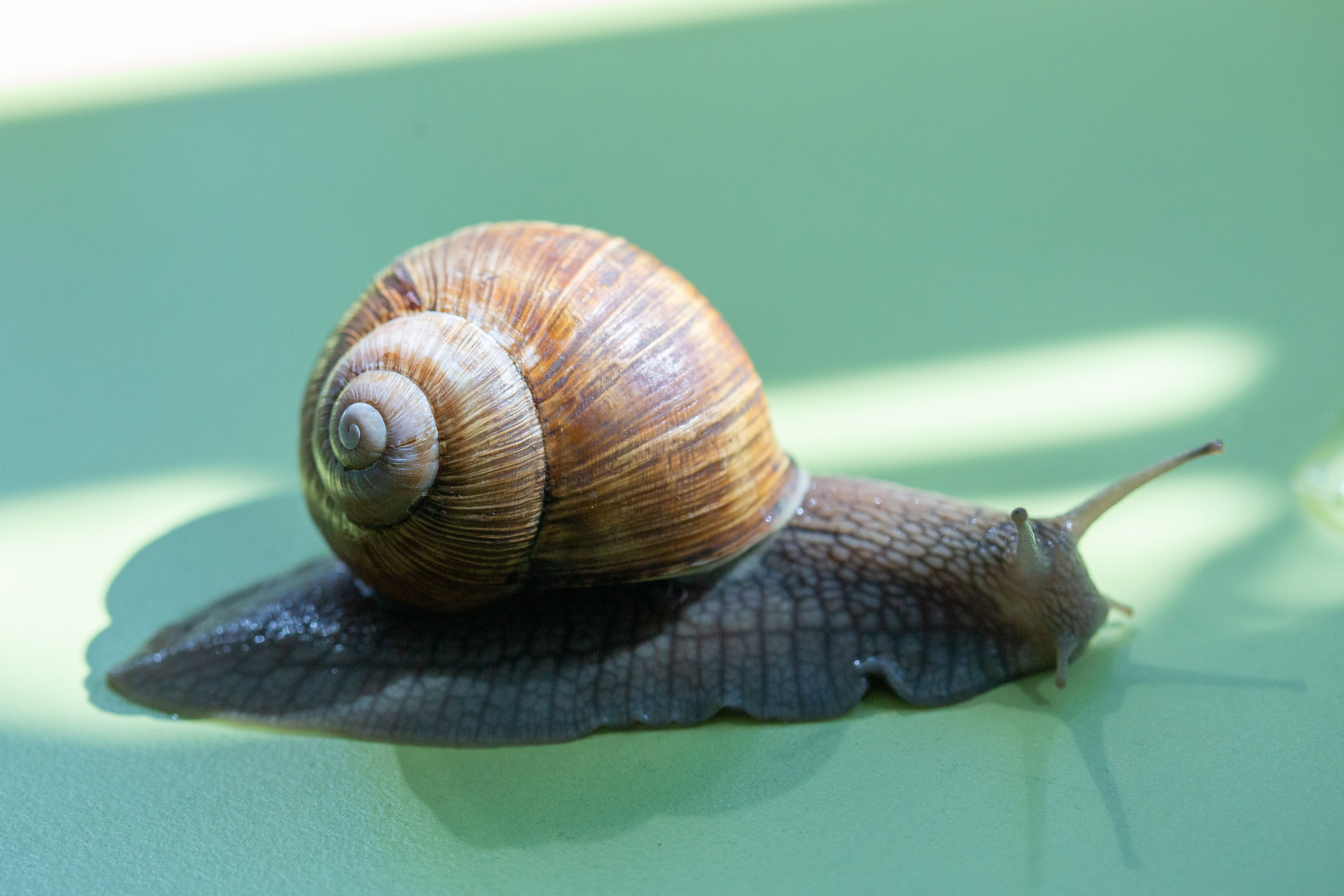 Фото Животных. Студия Максима Белослюдцева