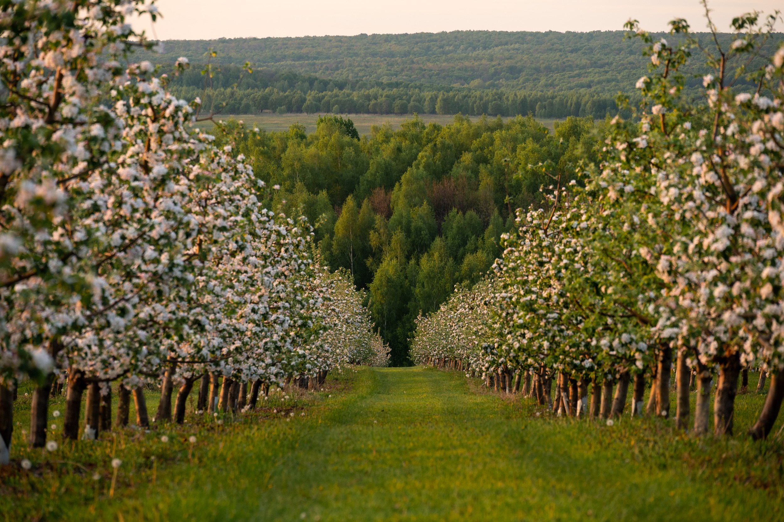 Яблоневые сады, Крапивна. Фотограф и видеооператор в Туле | Даниил Рыбак