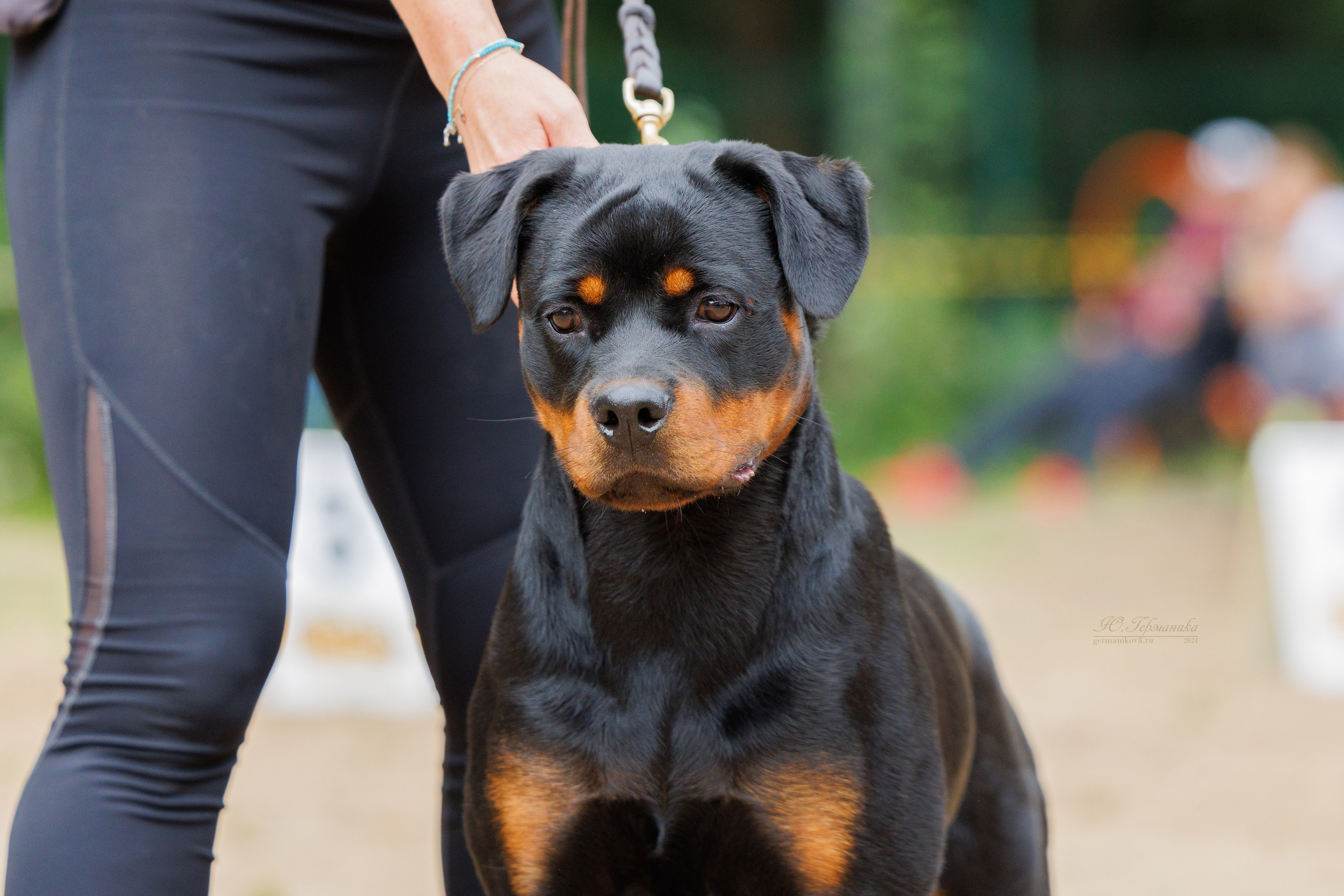 Рязань-Ховрино 10-11.08.2024 3хмоно ротвейлеров. Фотограф-анималист Юлия Германика