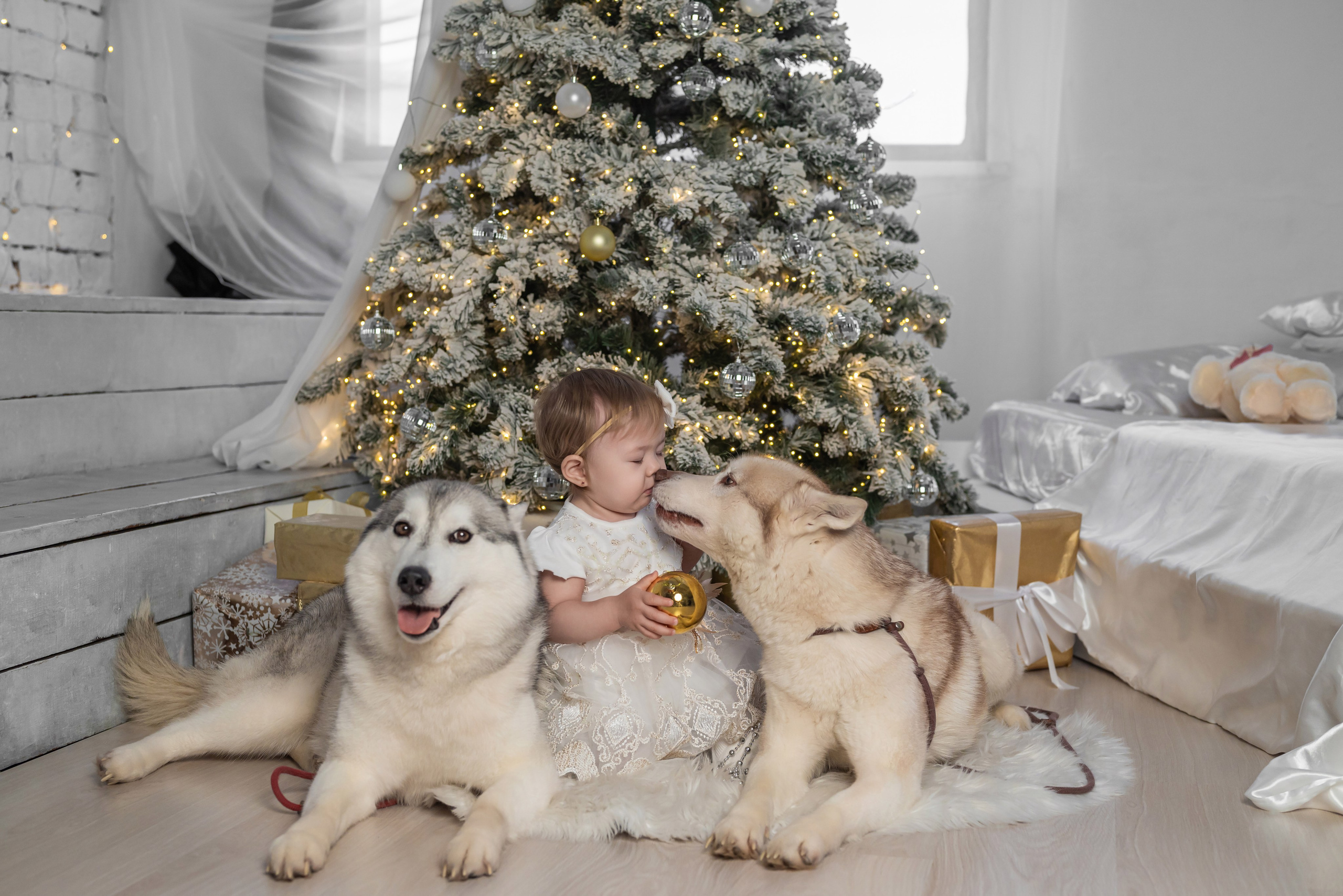 Фотопроект с хаски. Фотограф в городе Салават