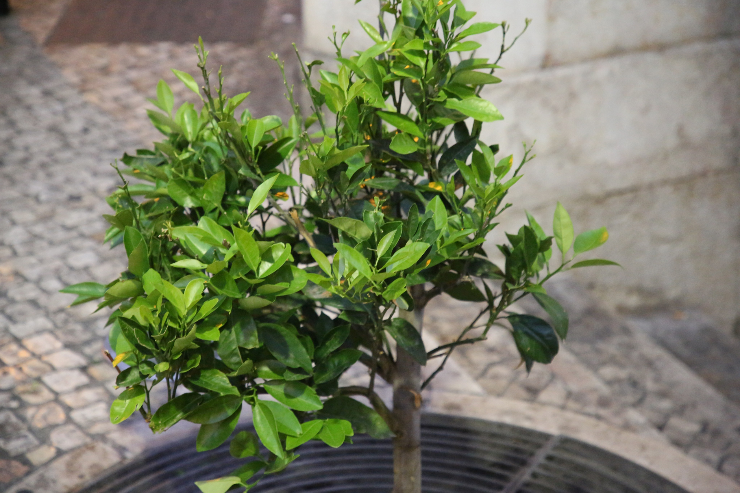 Lisbon, Portugal. Andrey Filippov Photographer