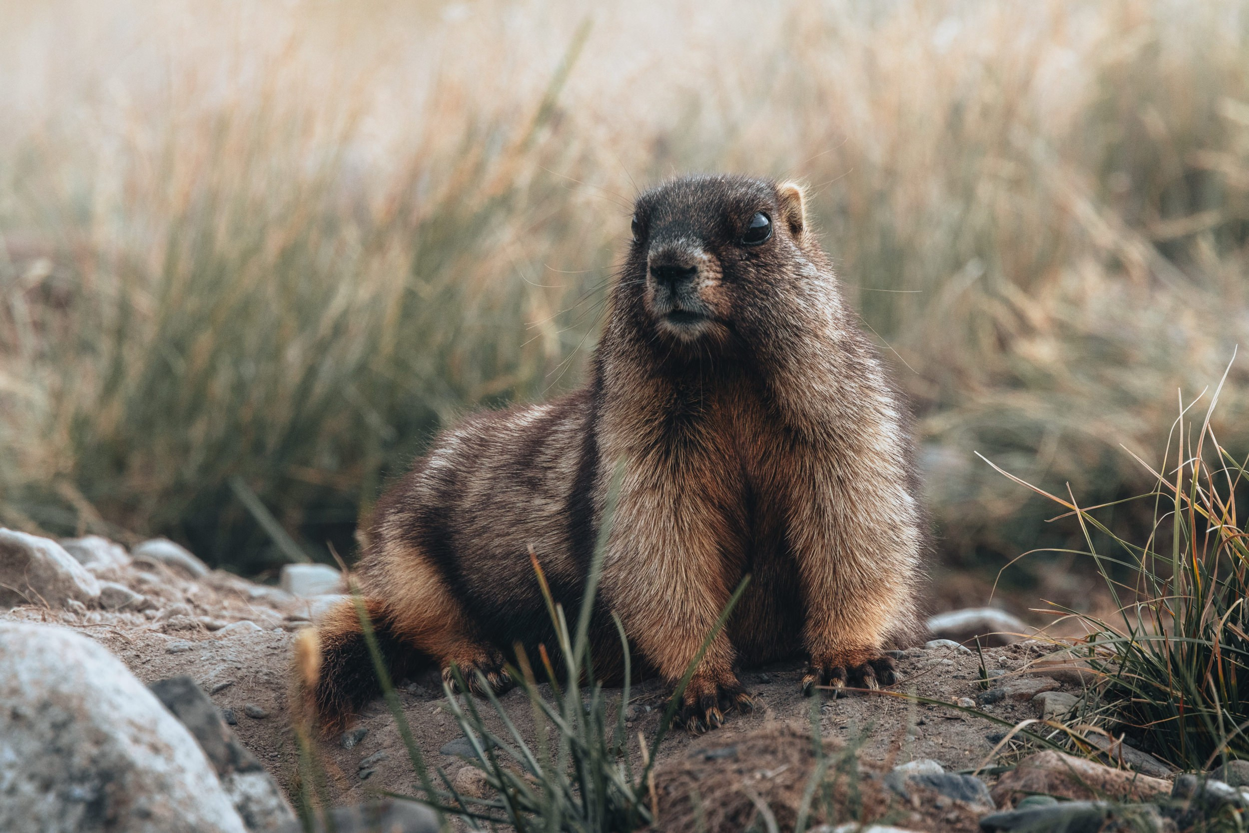 Дикая природа • Wildlife. Елена Ивановой • Профессиональный фотограф