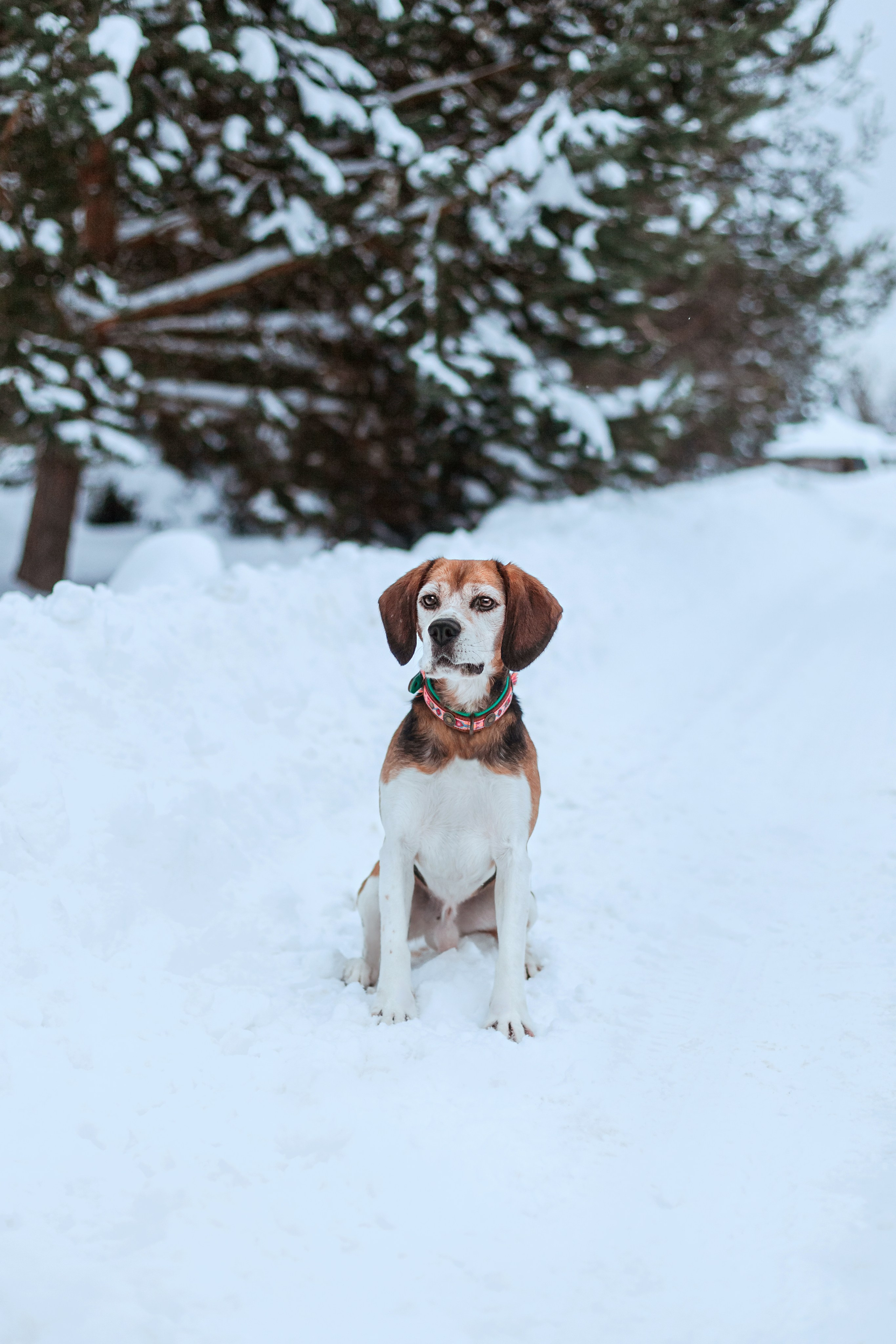Дом для Биглей 2023. Фотограф-анималист Татьяна Степанова