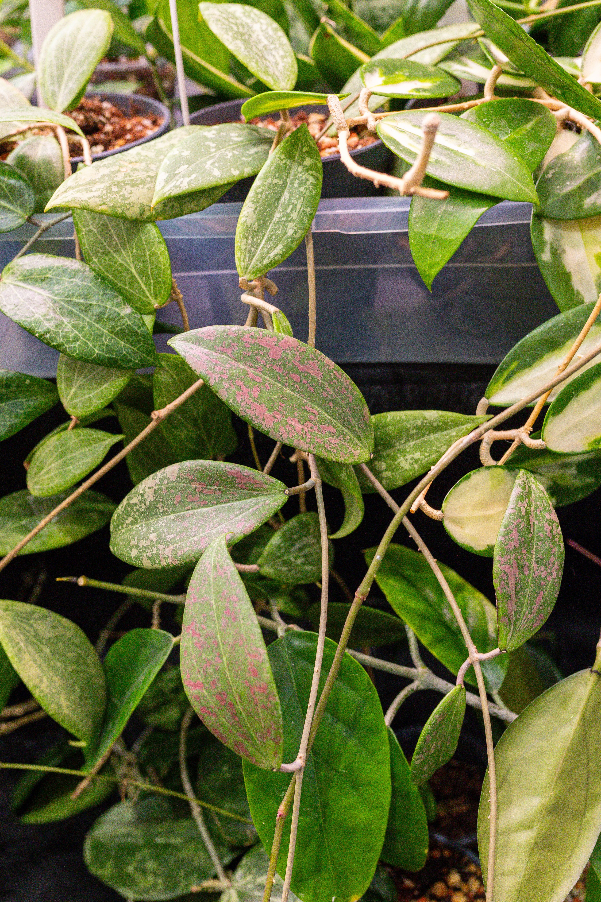 Монстериум 11–12 октября. Александра Куликова фотограф, Москва