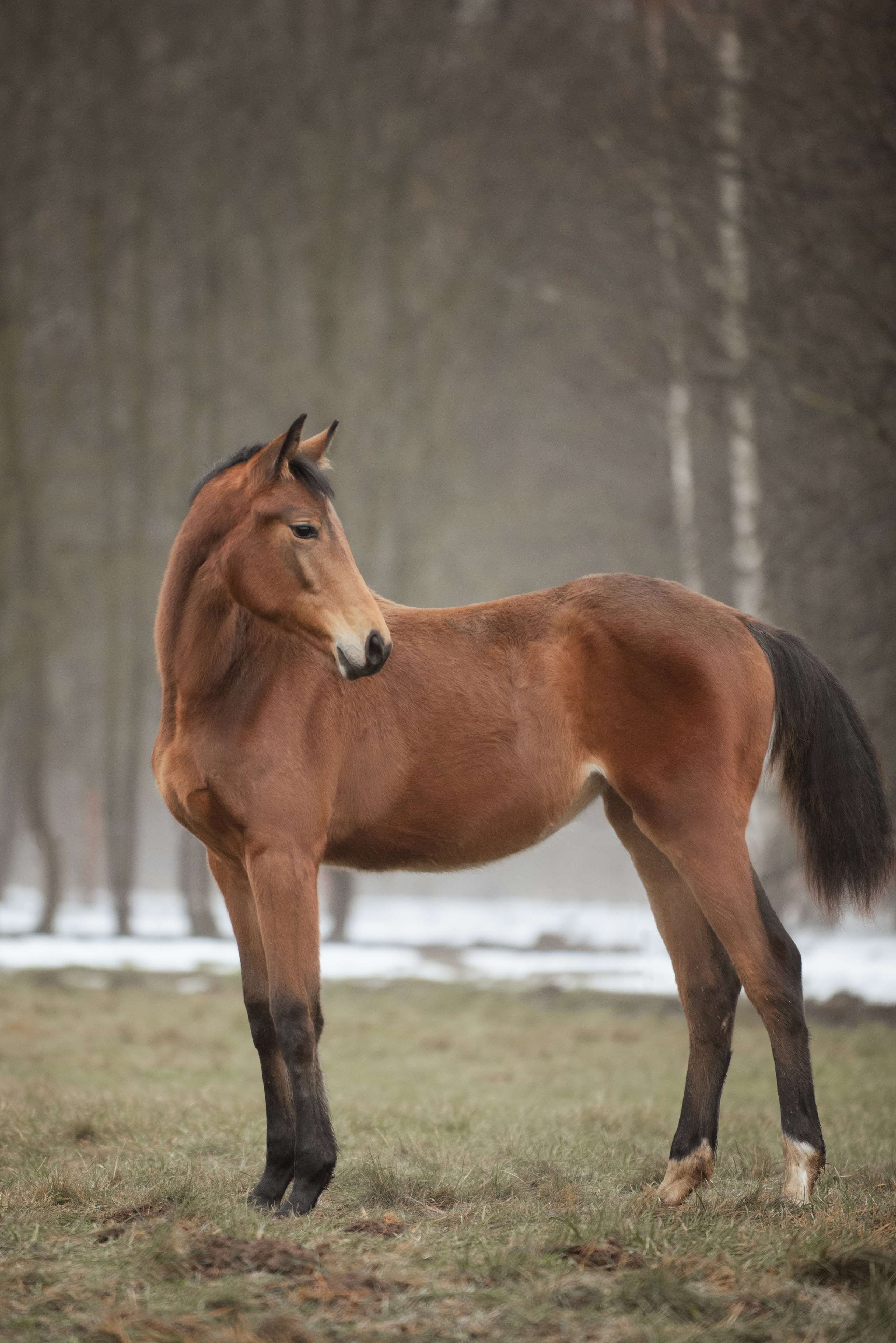 Мелкаши ЮНА. Куракина Дарья • Конный фотограф