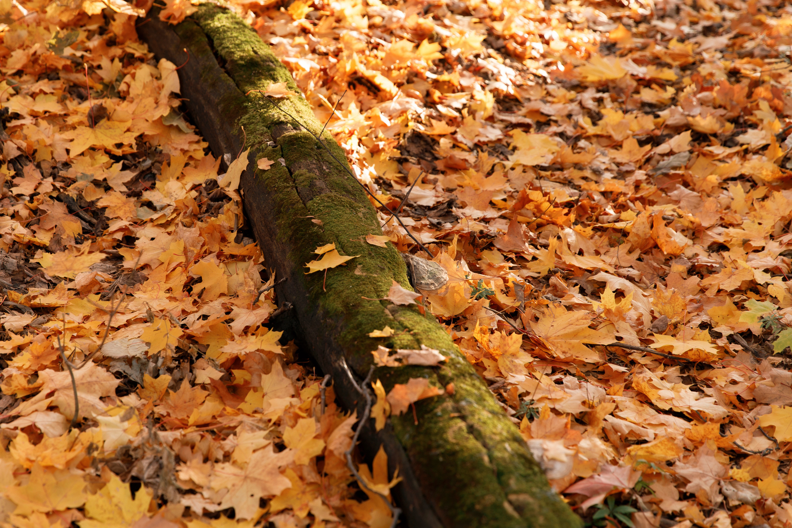 Петров камень. Свадебный, семейный и школьный фотограф в Сызрани Максим Баталов