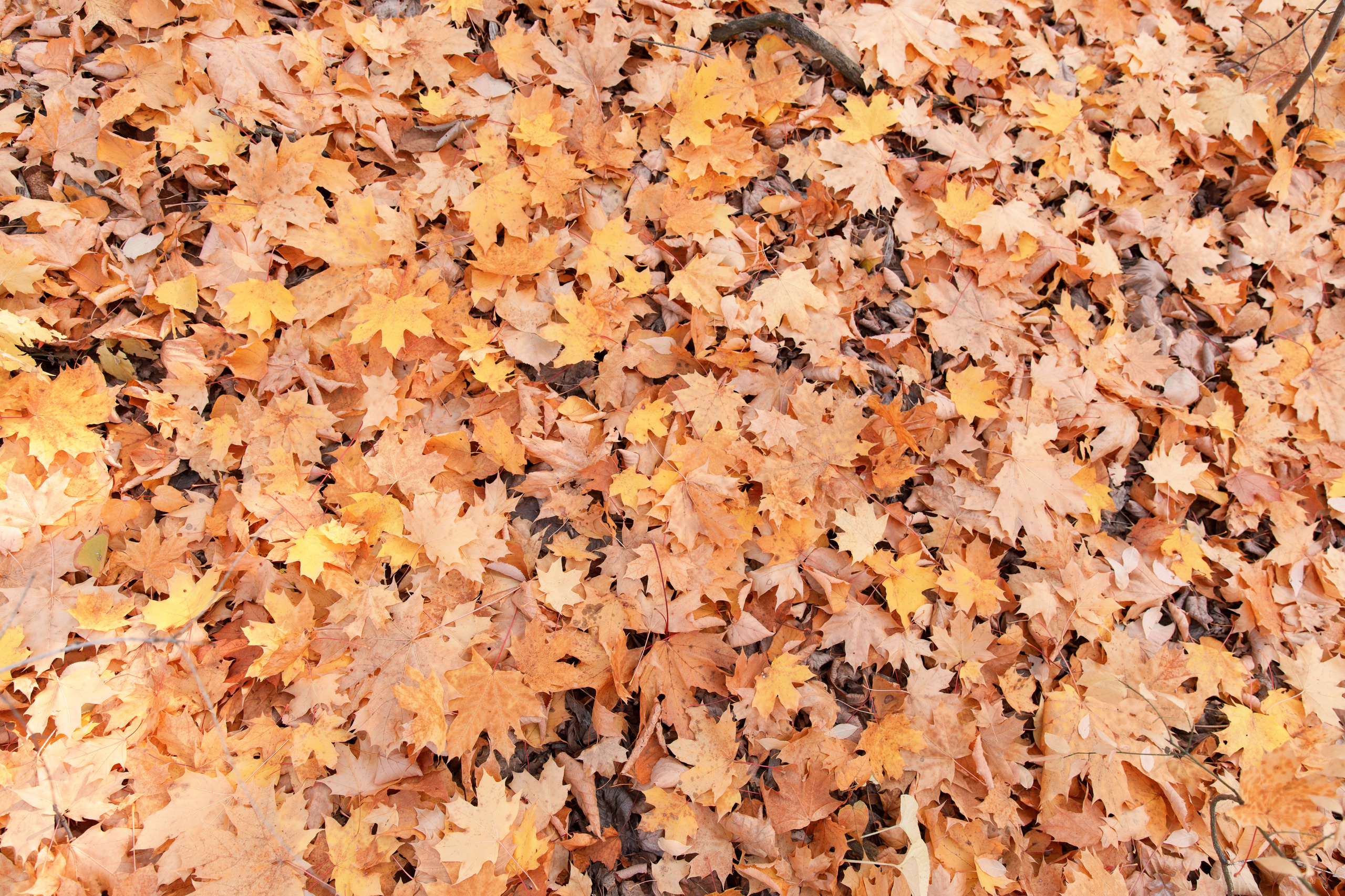 Петров камень. Свадебный, семейный и школьный фотограф в Сызрани Максим Баталов