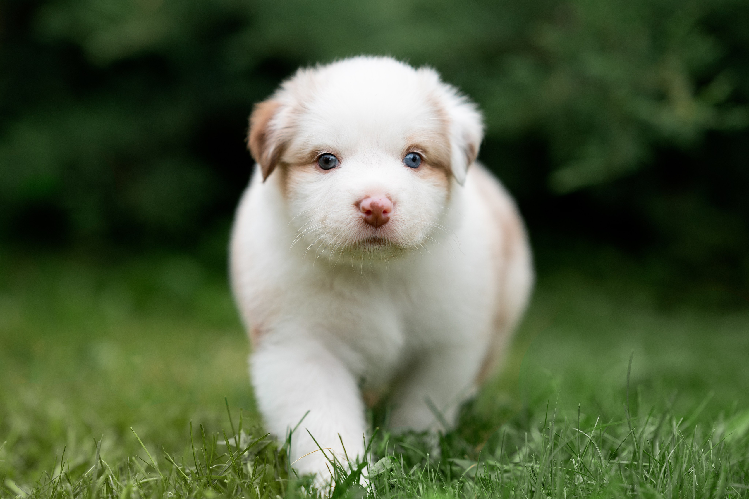 Заводчик Елизавета Степанова. Творческий фотограф Вологда