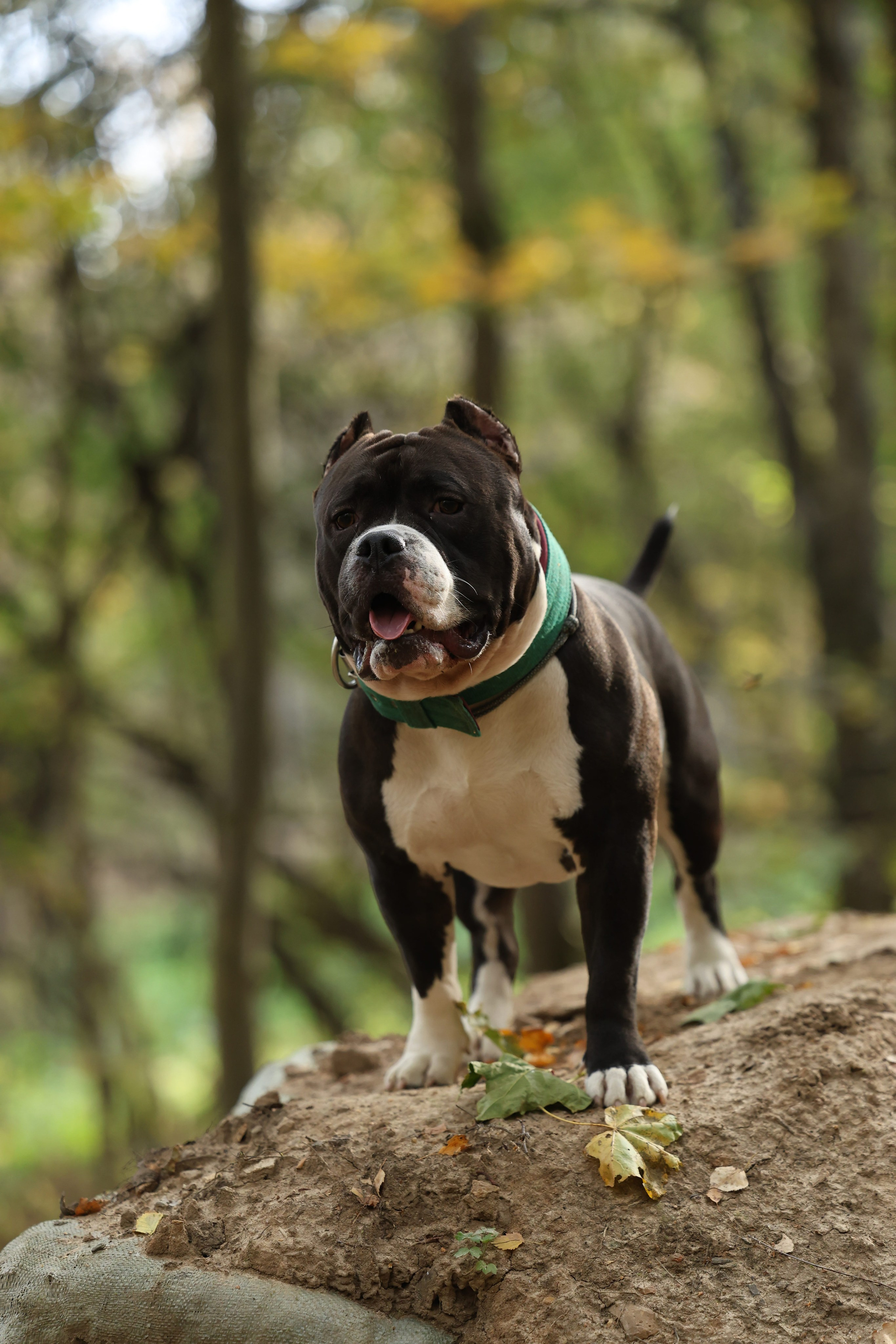 Бумер. Виктория Михайловская. Фотограф-анималист. Москва