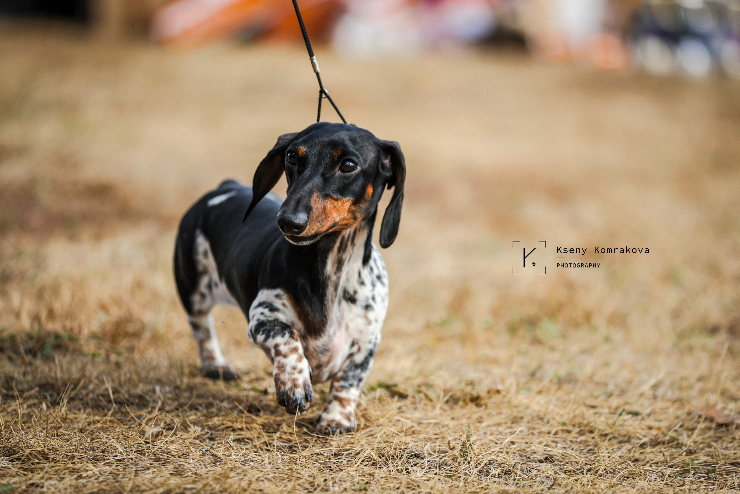 Анималистика. Репортаж. Индивидуальная съемка