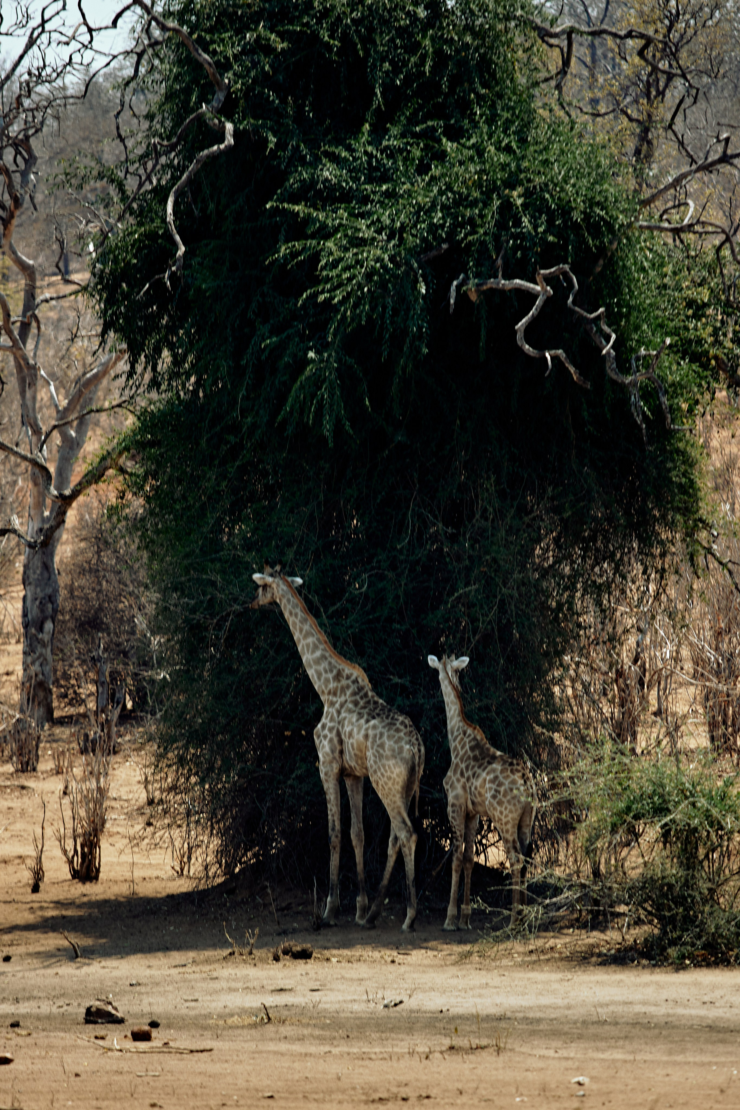 SOUTH AFRICA EMBA 38. Дмитрий Мазуркевич: Профессиональный Репортажный Фотограф
