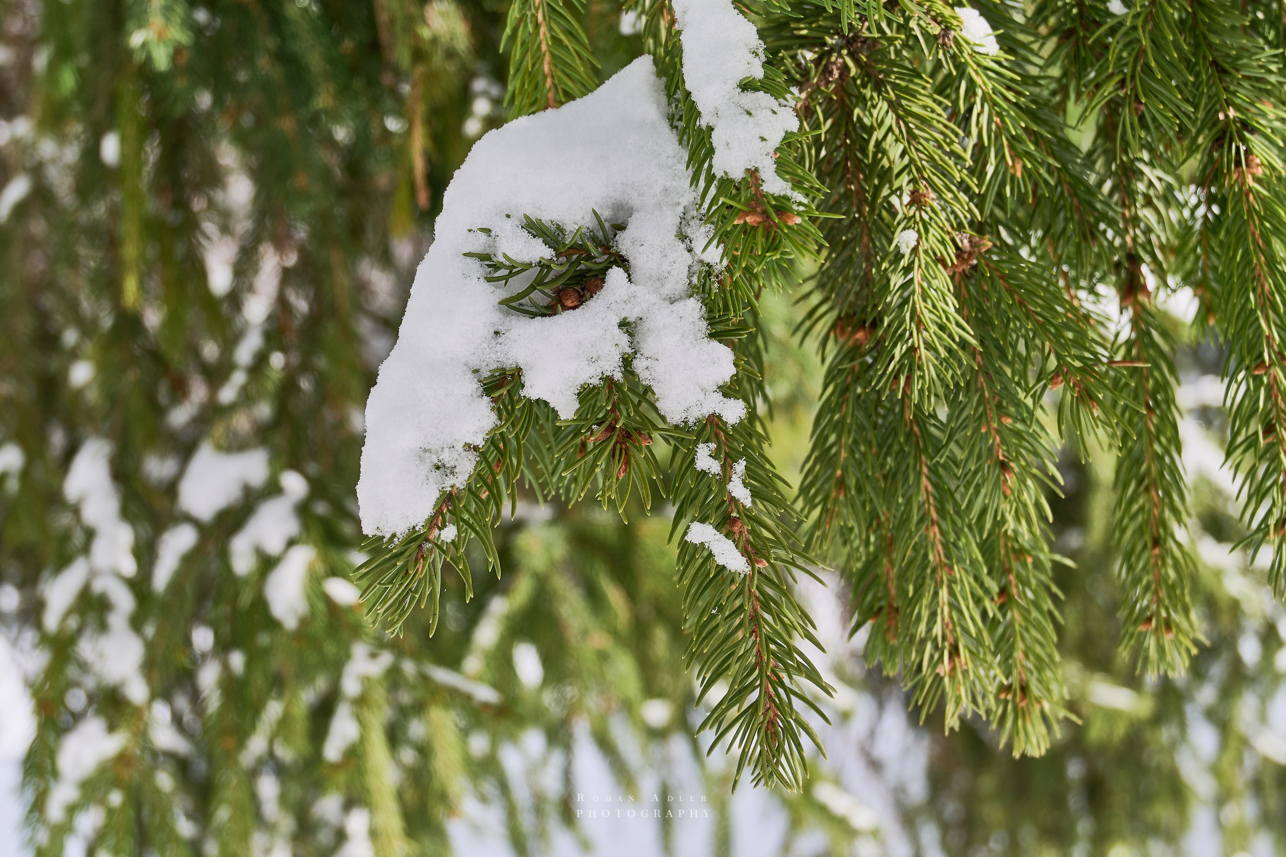 Апрельский снег. Москва 2025. Фотограф Роман Адлер